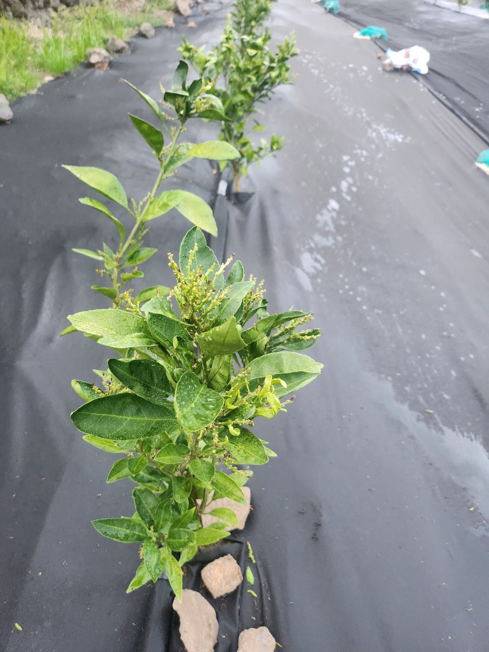 감귤 궁천 3년생 병해충 상담 문의