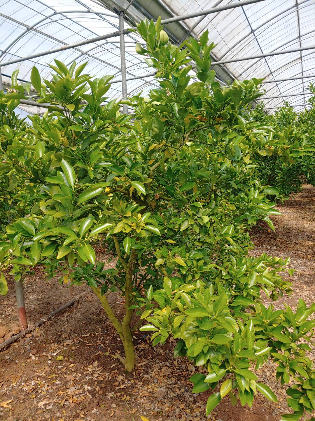 하우스한라봉묘목 질문입니다.