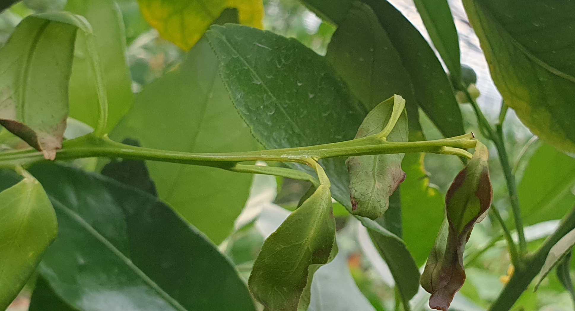새순 고사 및 열매기형