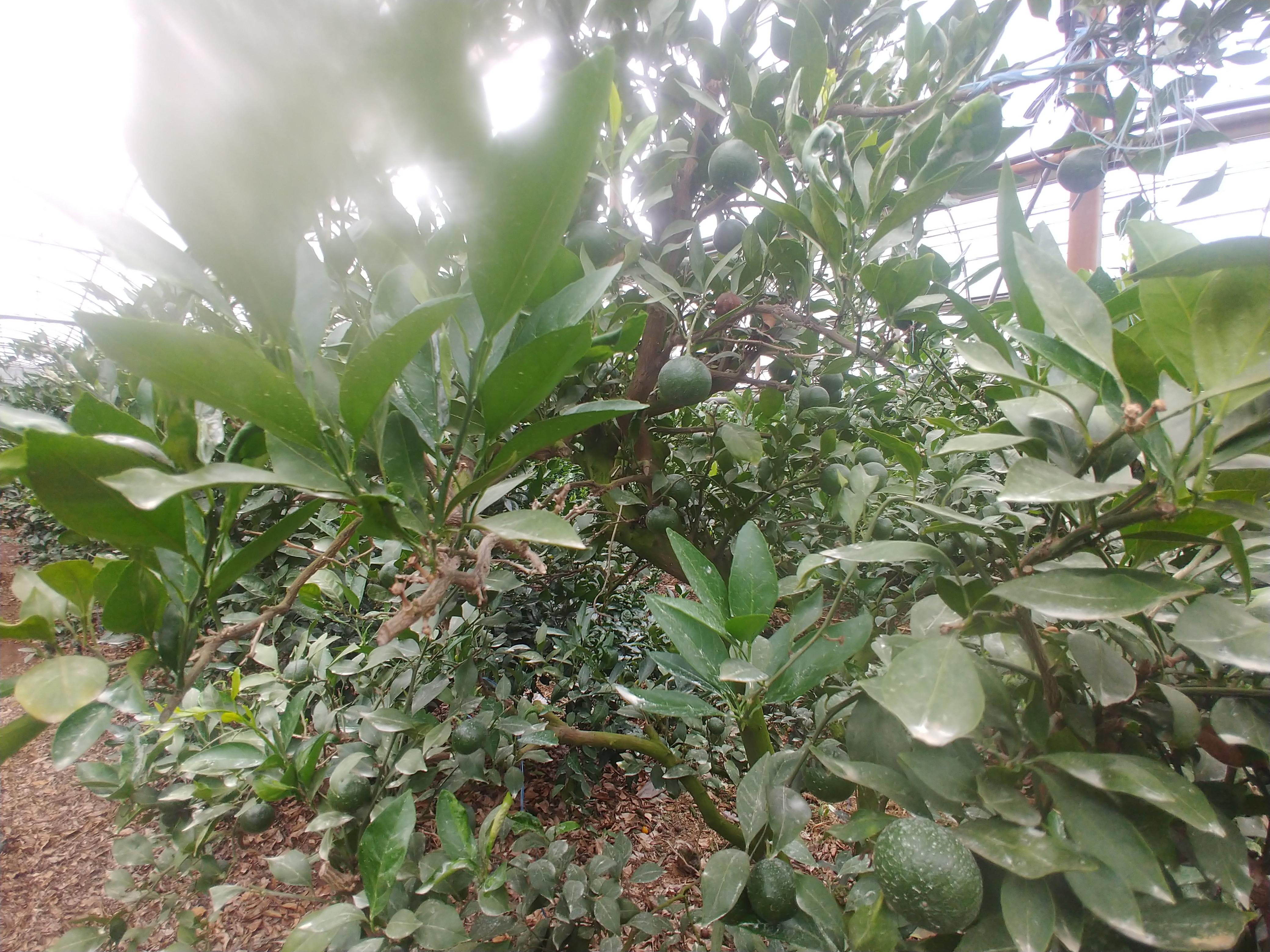 병해충 방제 관련입다.