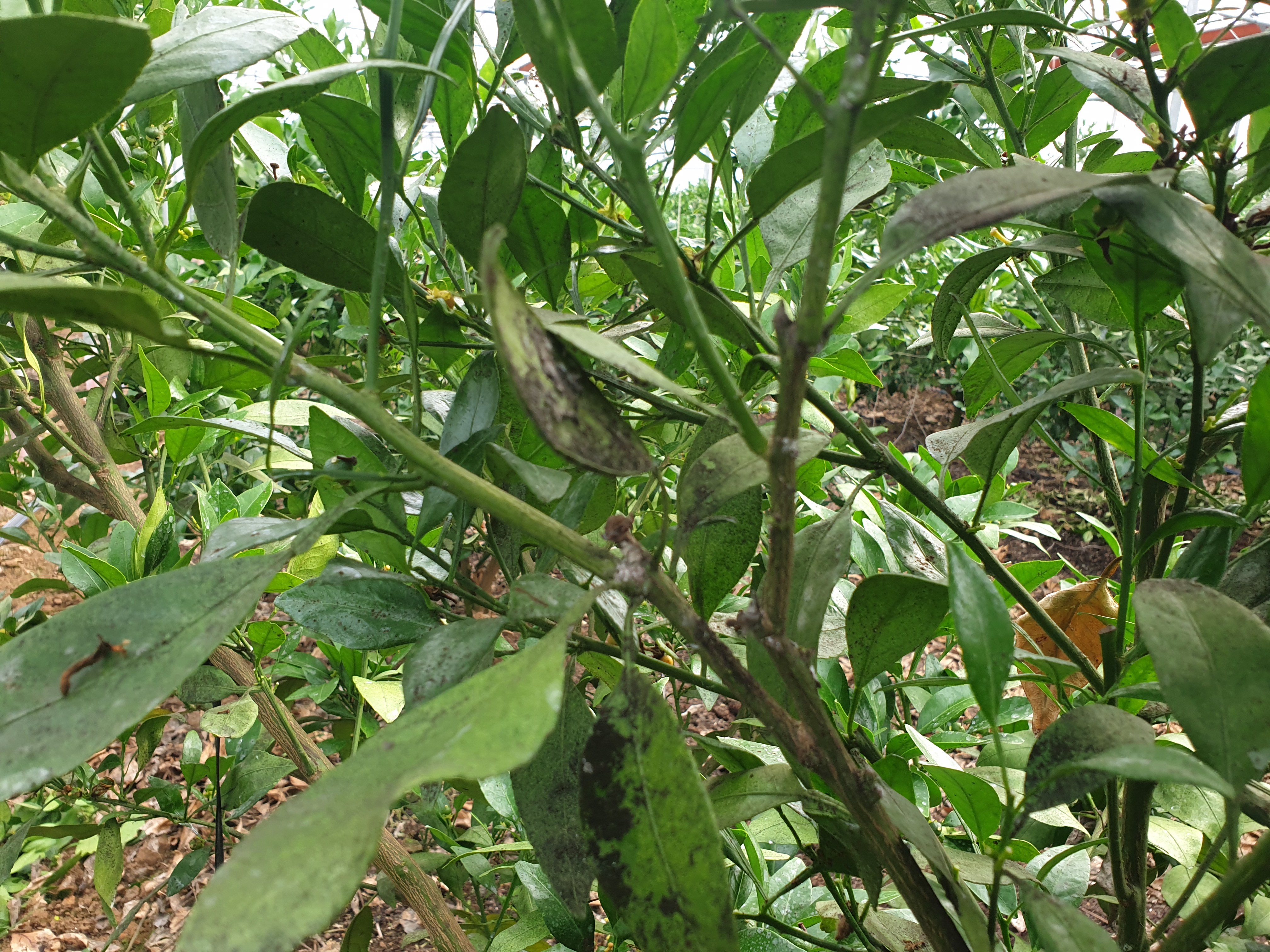 레드향 병해충 질의