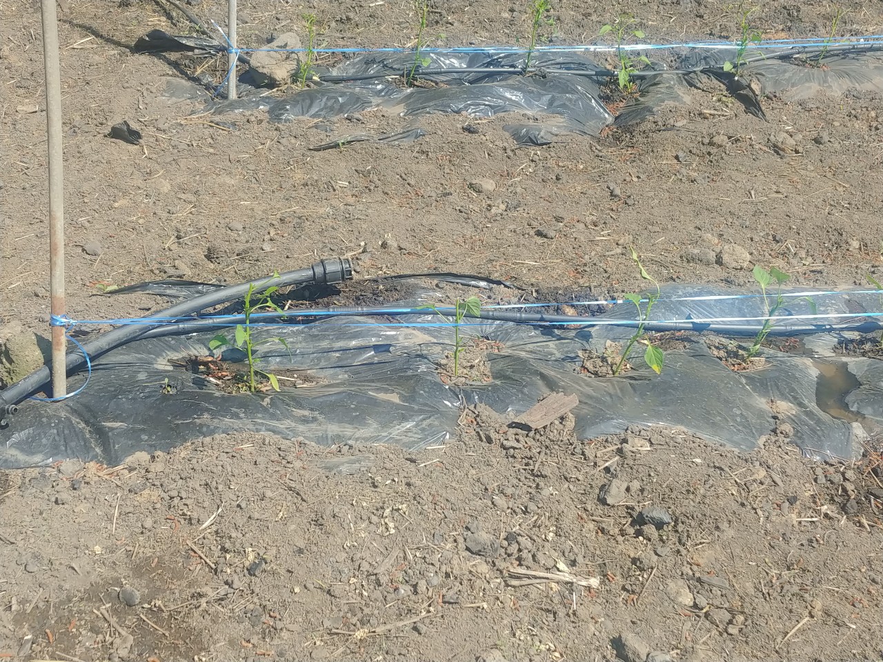 고추 병해충 질문입니다