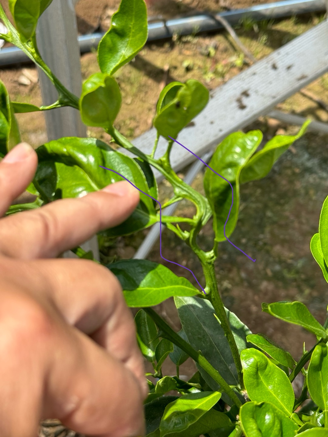 천혜향묘목인데 순이 나는 모양이 이상합니다.