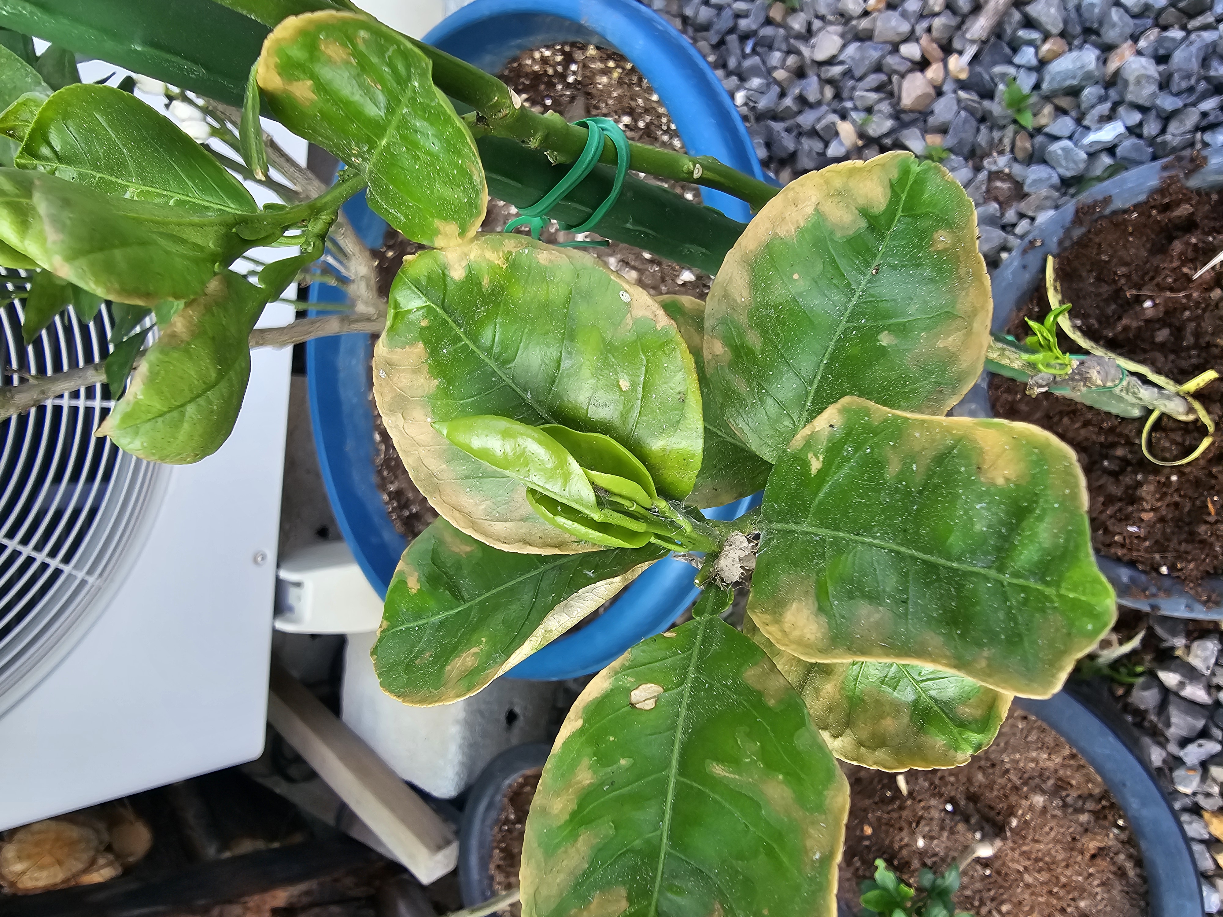 나무잎이 왜이런가요