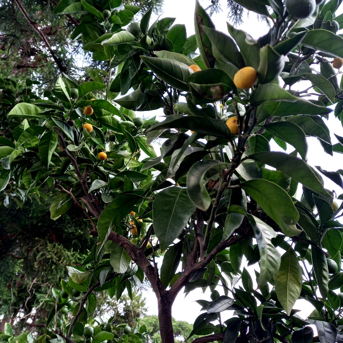 극조생 노지 감귤 생리낙과 문의