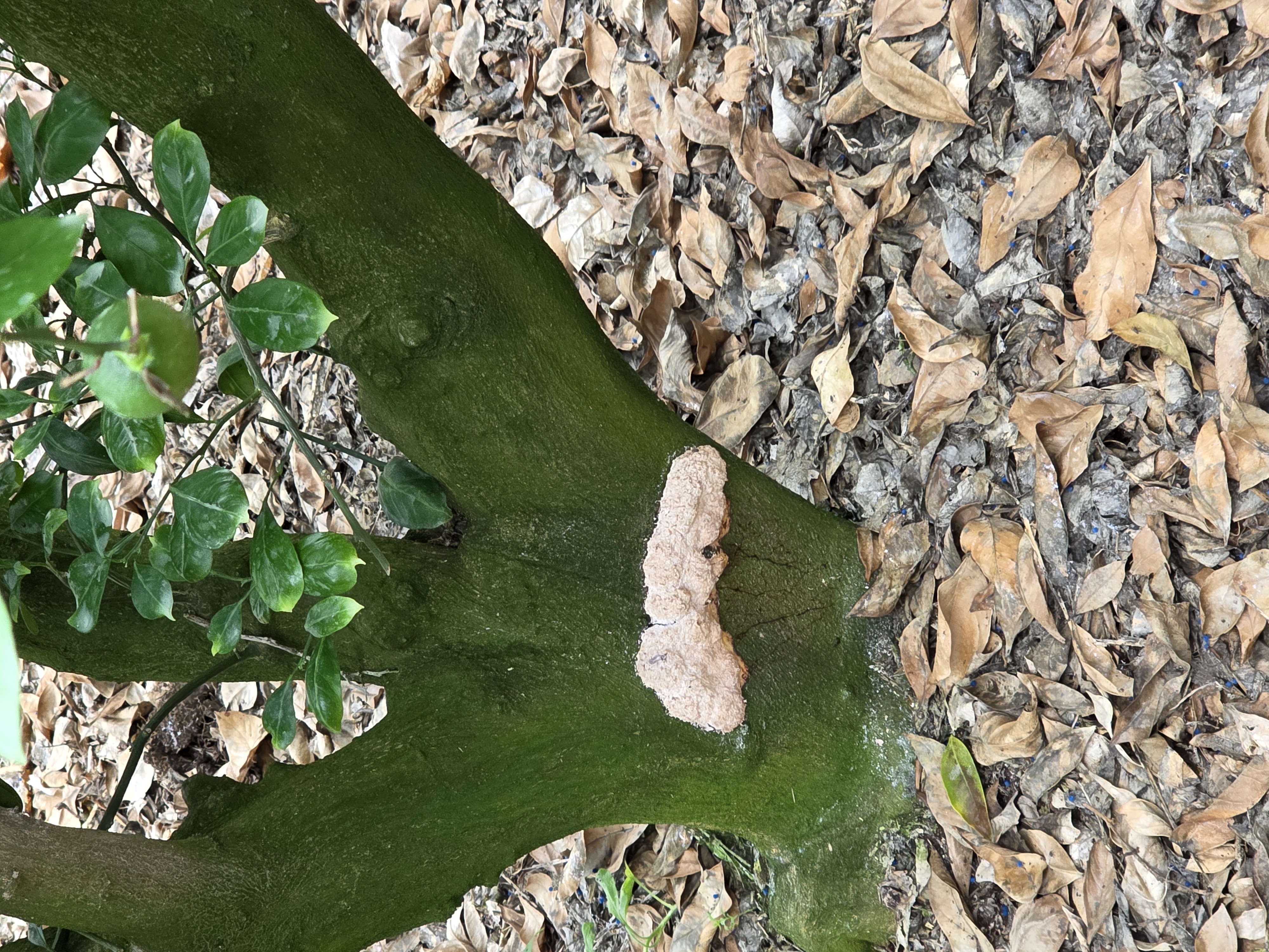 귤나무 밑둥에 뭔지모르겠어요