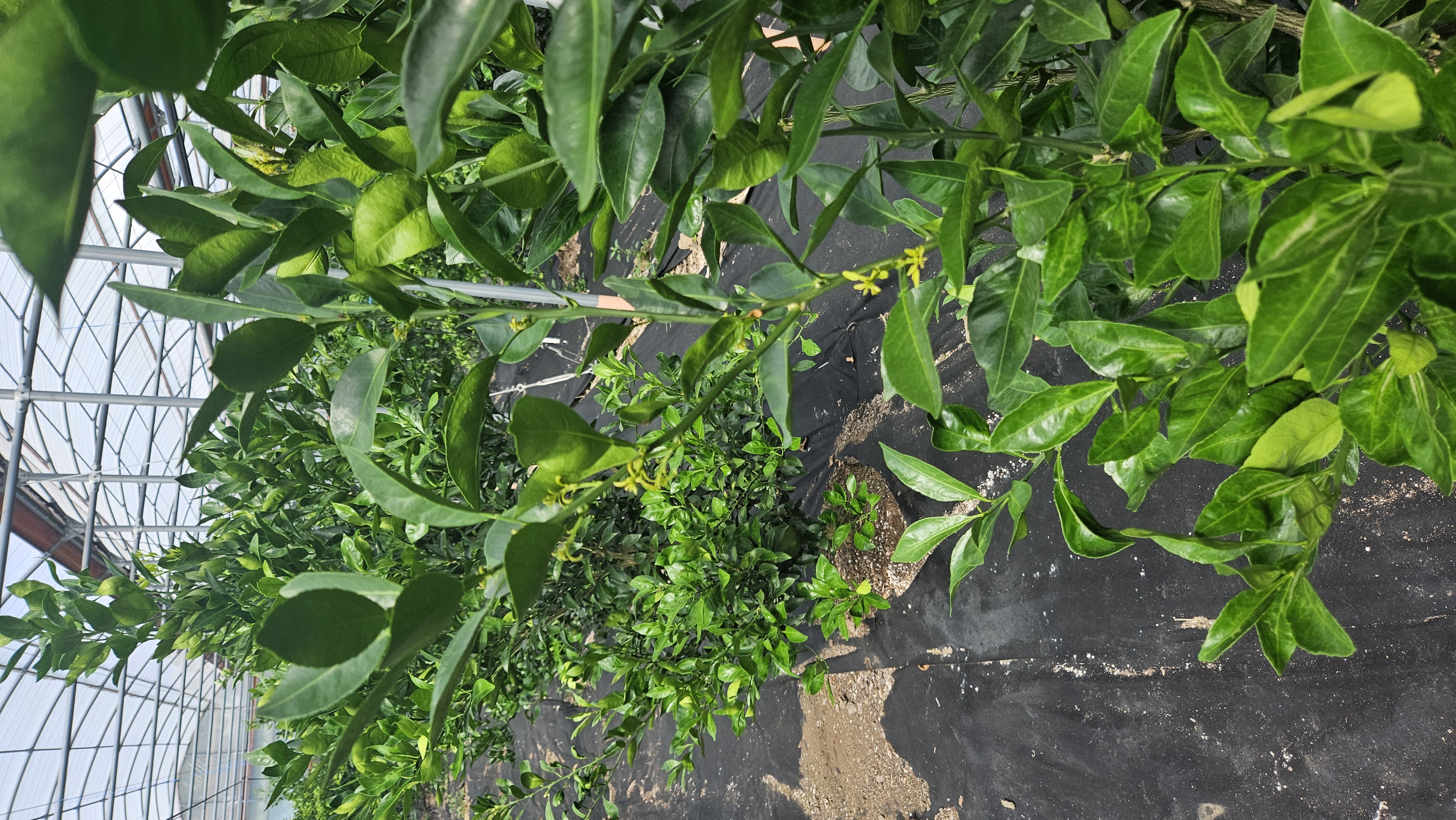 한라봉 잎사귀 증상