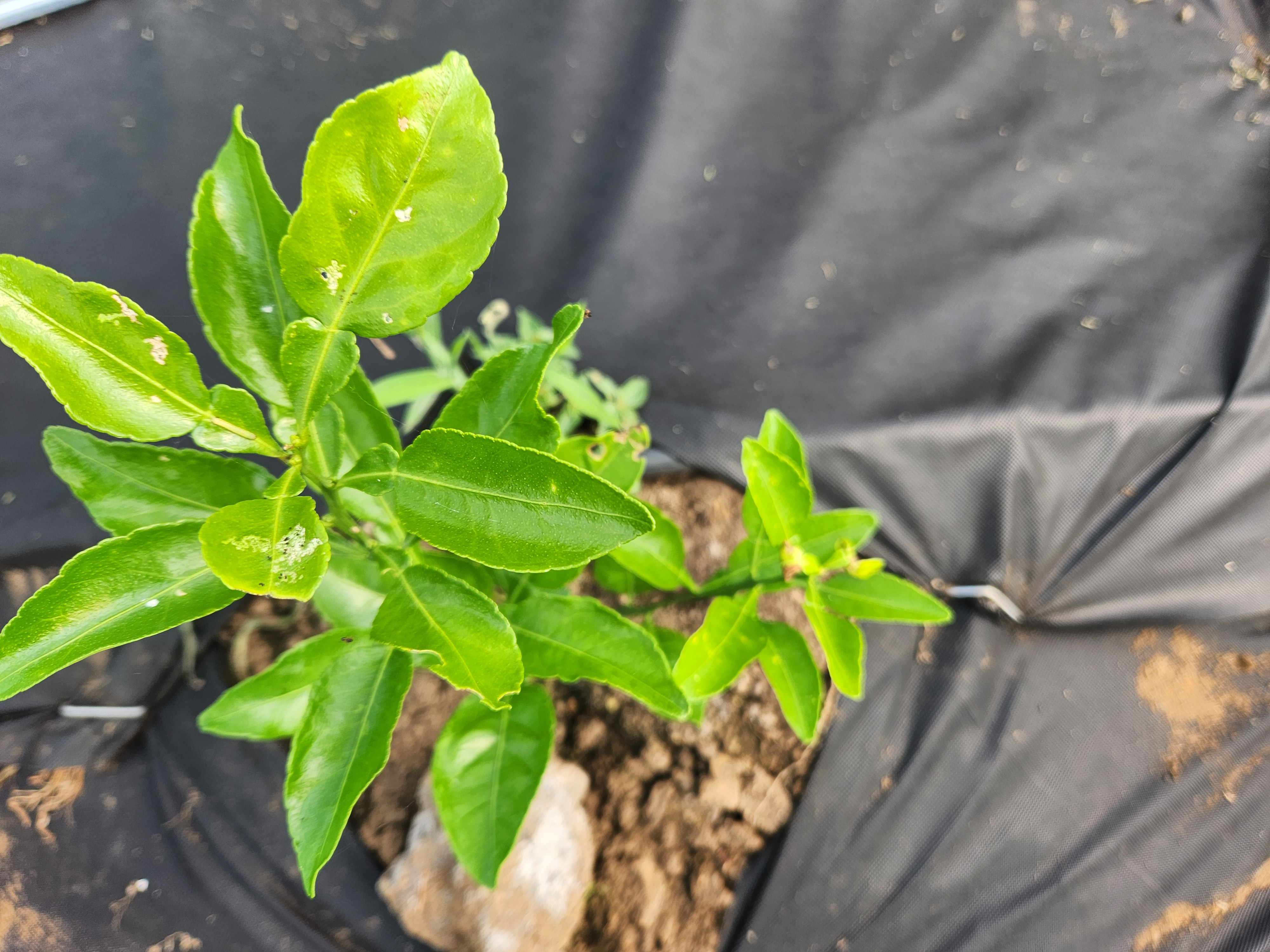 다이마사키(홍한라봉) 잎사귀 문의