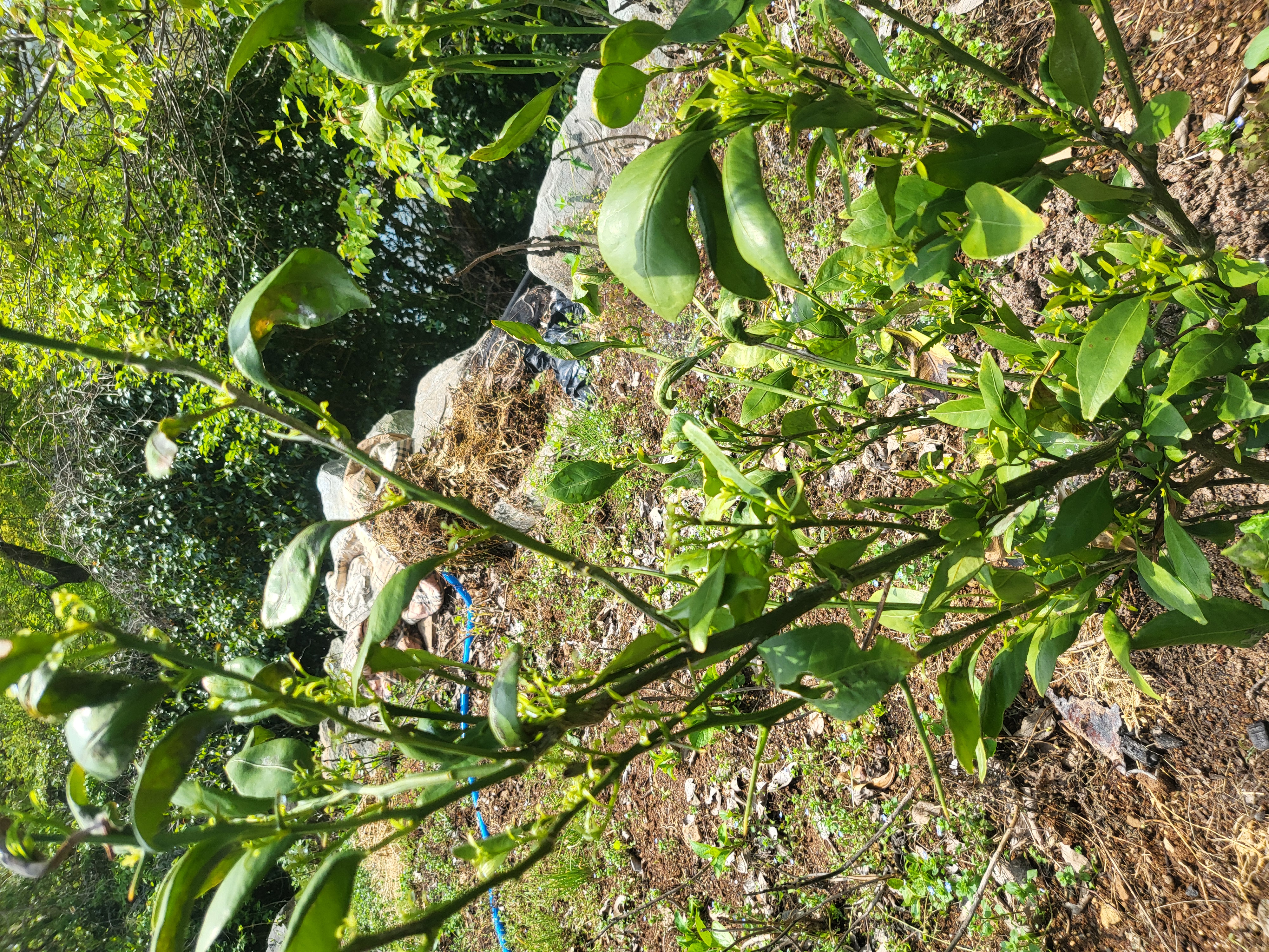 밀감병해충방제