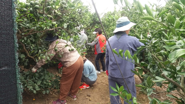 170830 생활개선 안덕면회 열매솎기 봉사활동
