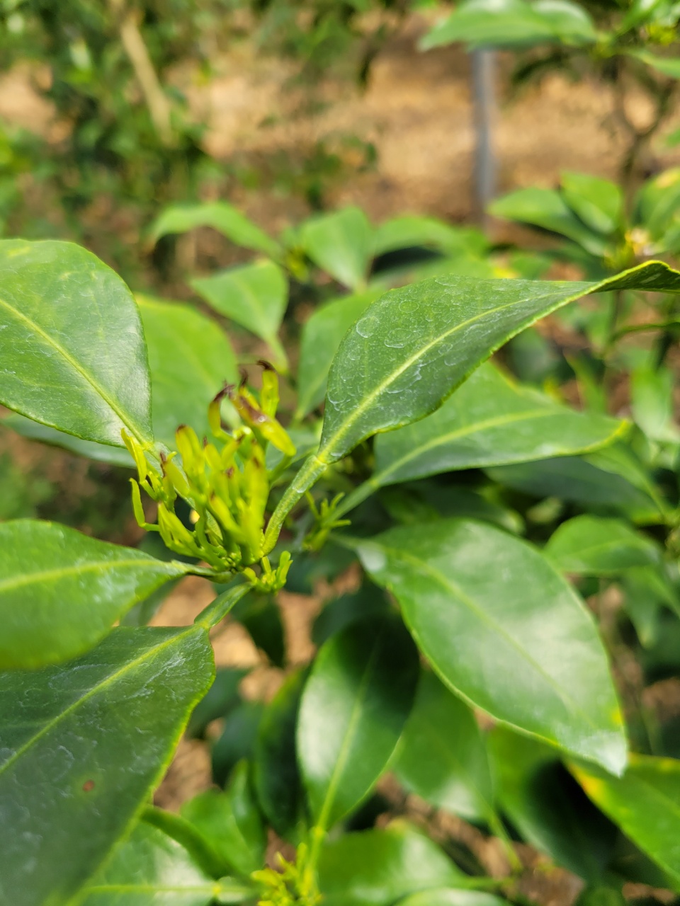 비가림한라봉입니다