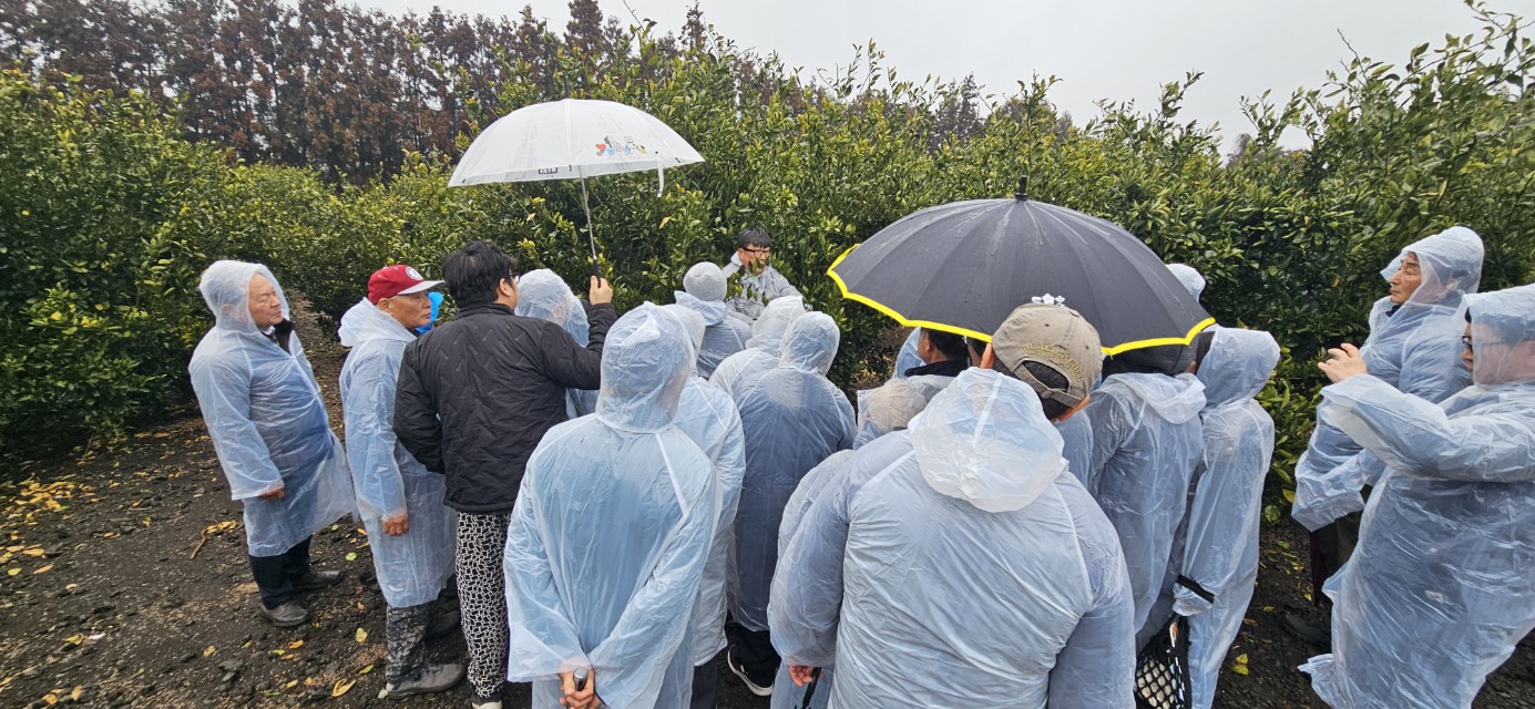 2026년 감귤류 정지.전정 기술교육 추진-8회차
