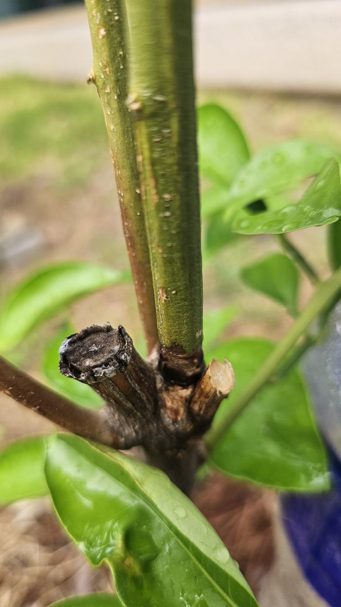 하귤나무 줄기 병에 대한 문의