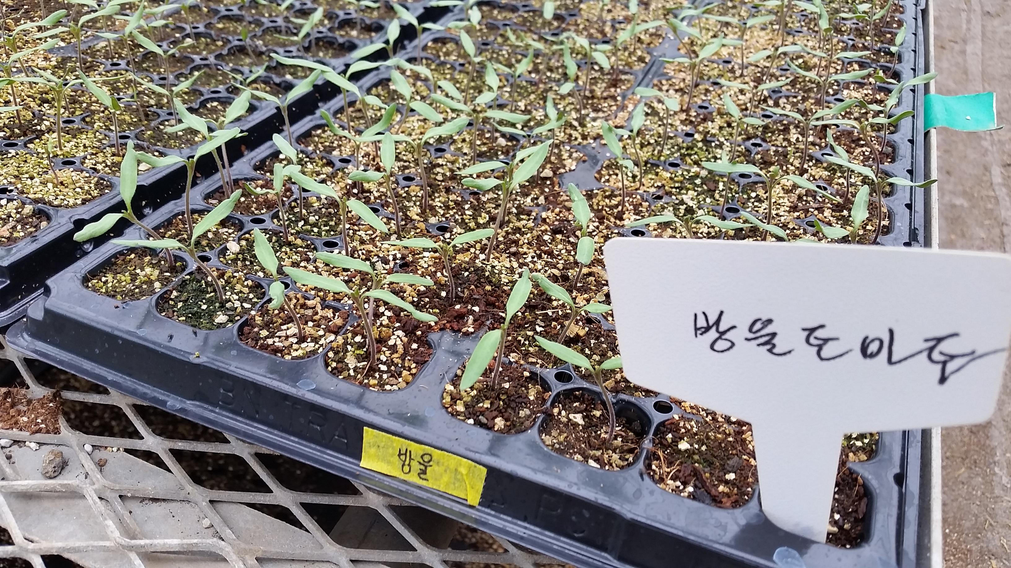 파종, 그 이후...