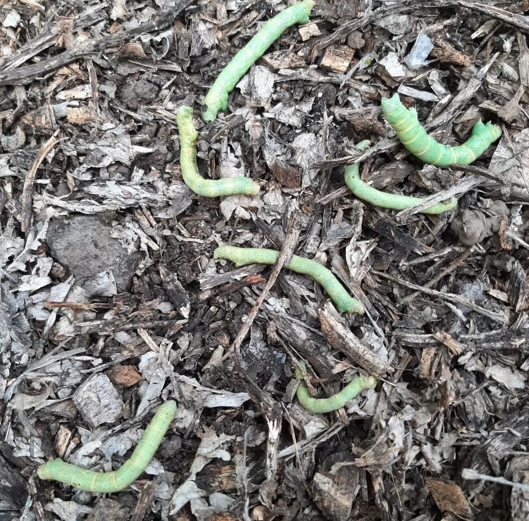 비가림하우스(월동) 귤, 새순 벌레