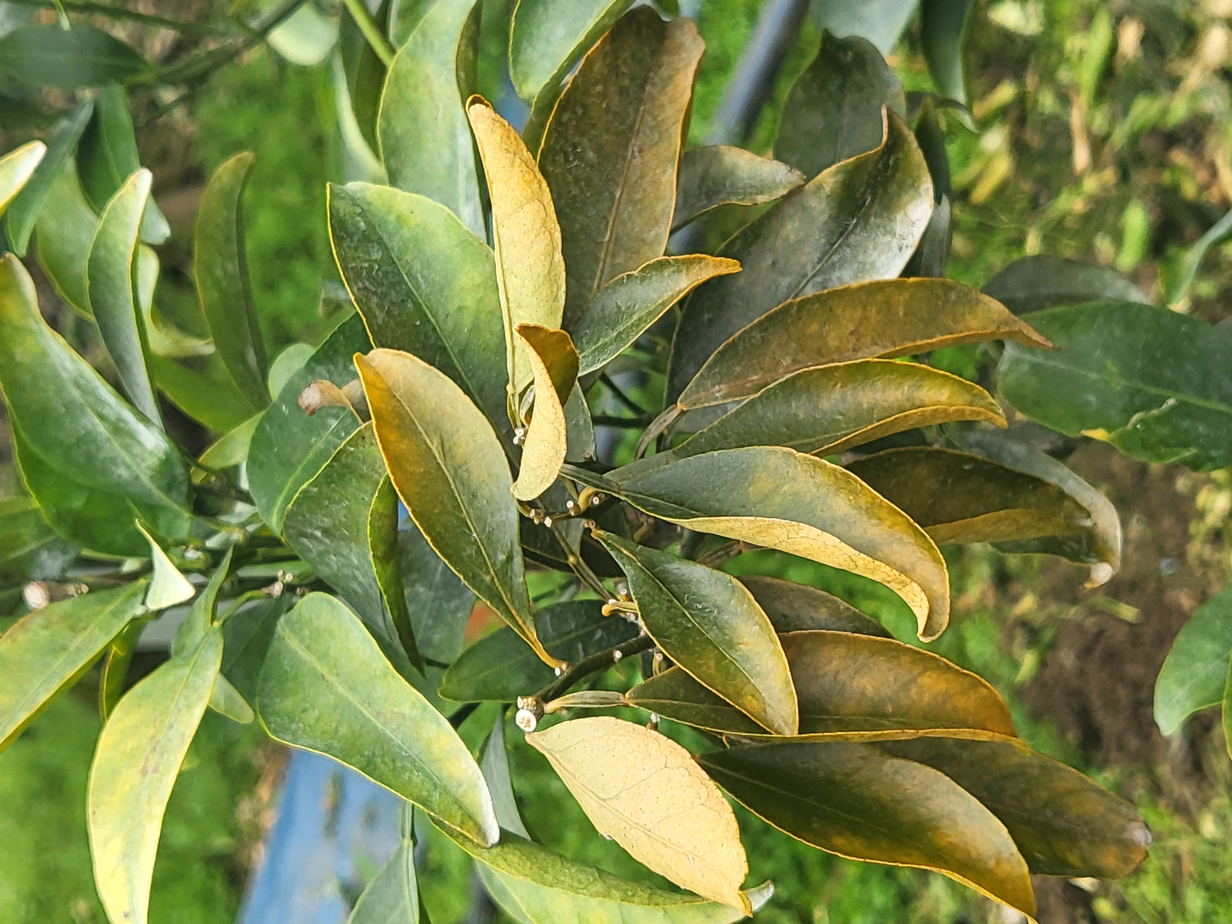레드향 천혜향 나무 갈색잎사귀