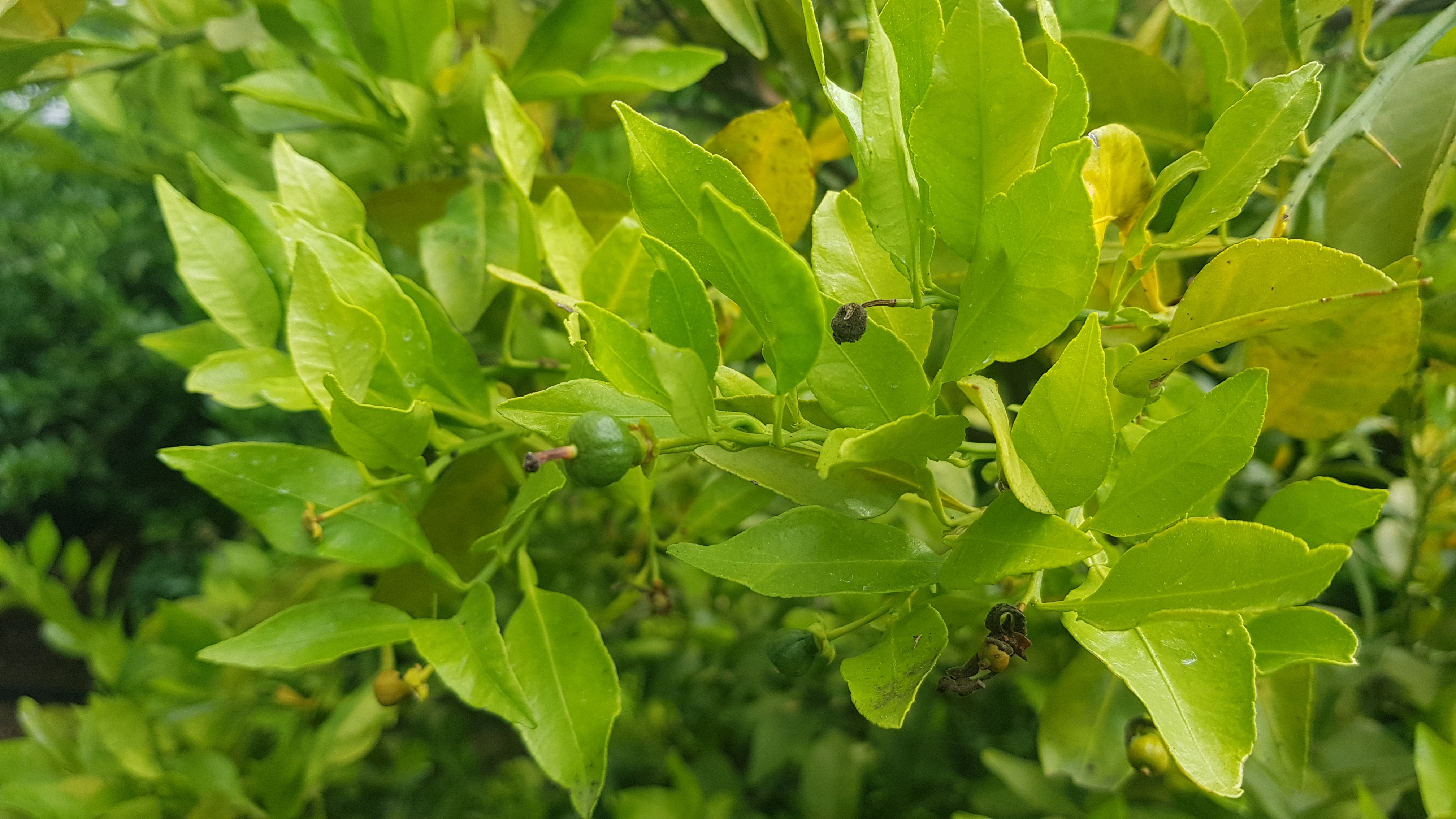 나무가 고사되고있습니다.