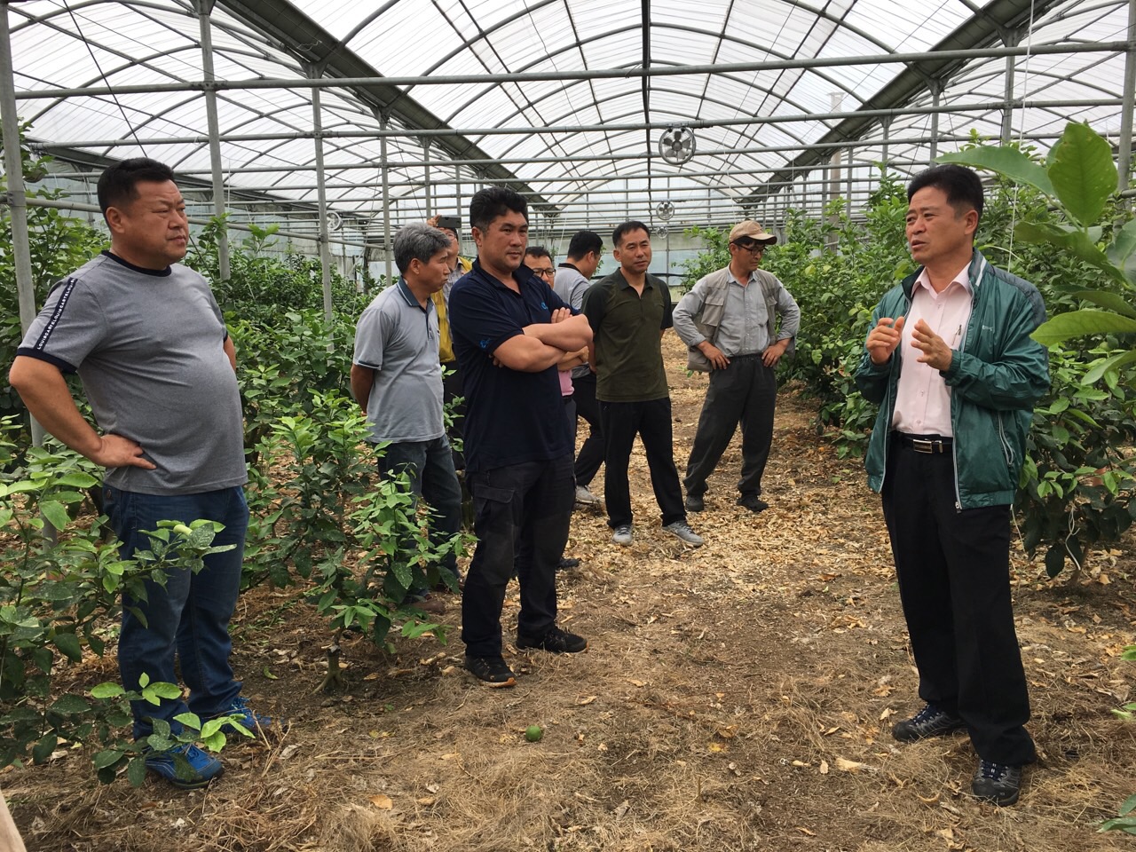 감협 한림·한경 청년부 만감류 컨설팅 현장