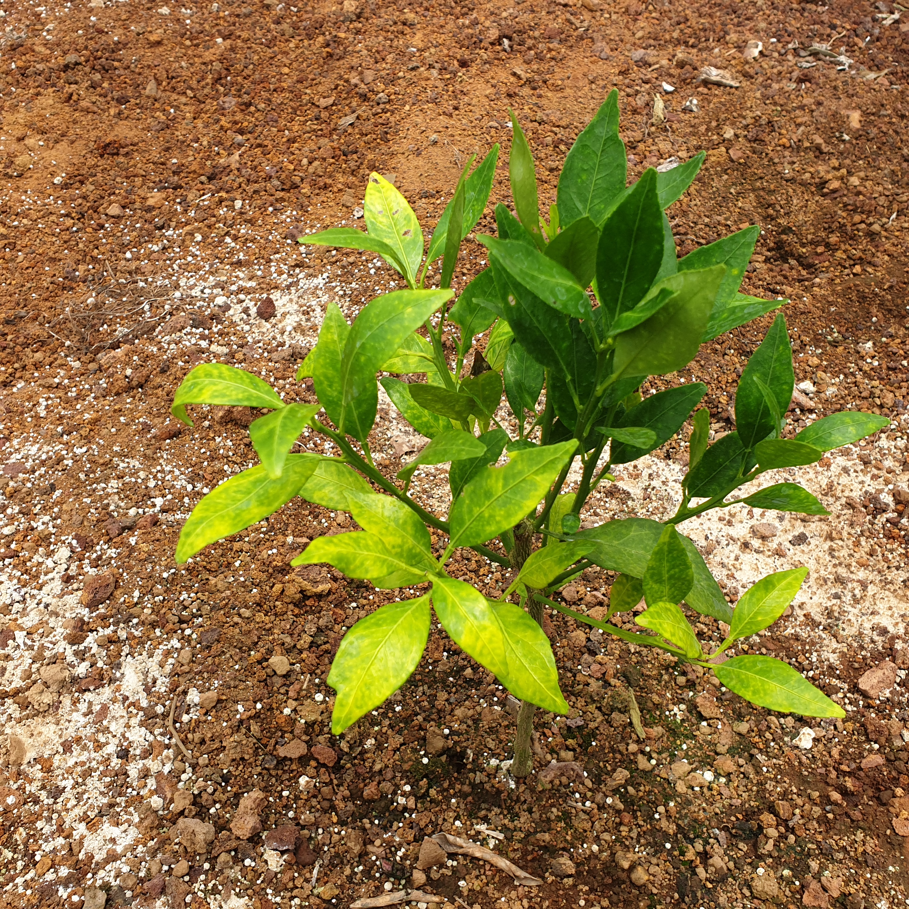 레드향 잎색깔 변하는 현상