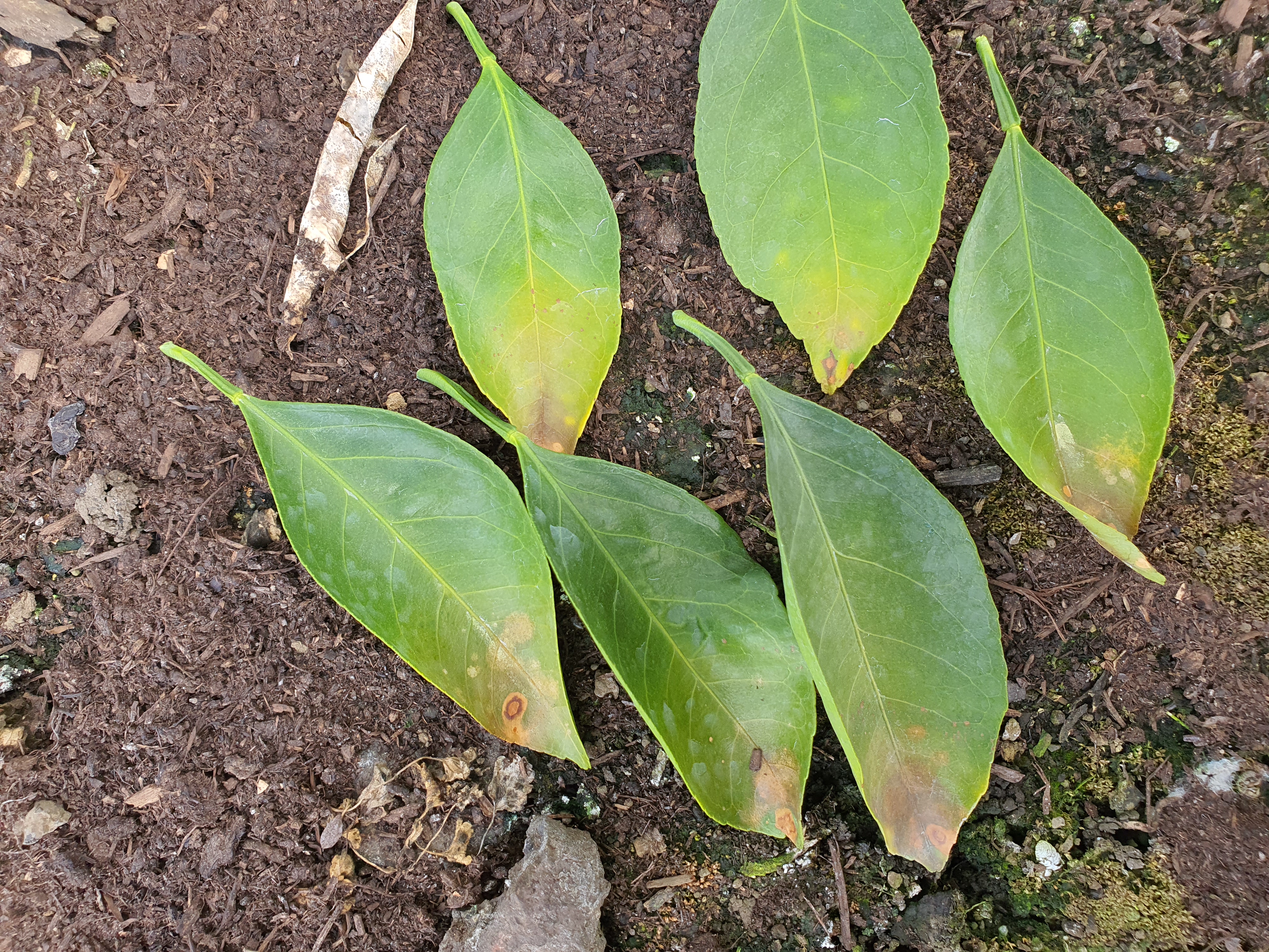 첨부사진병명과원인