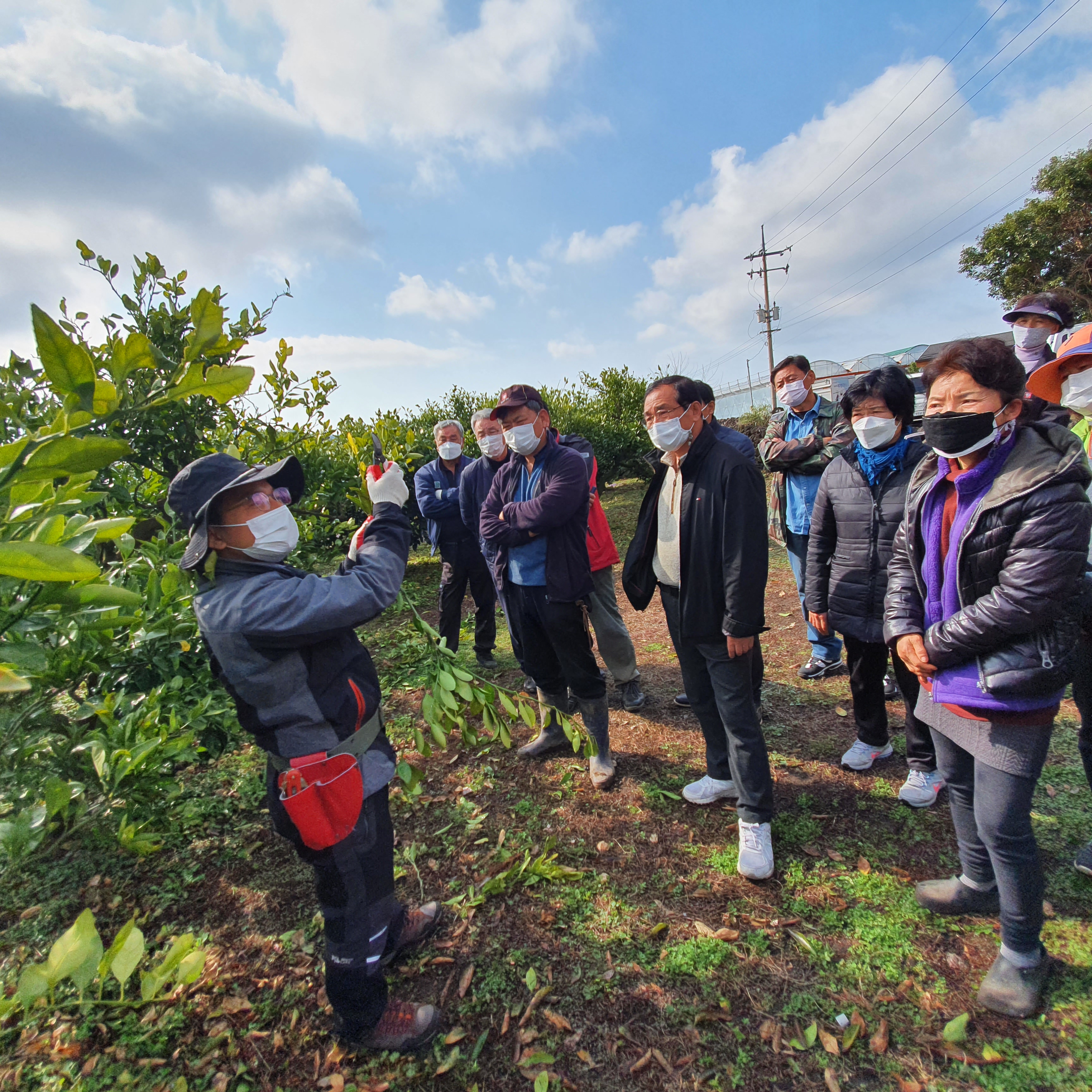 2021년 감귤 정지·전정 교육