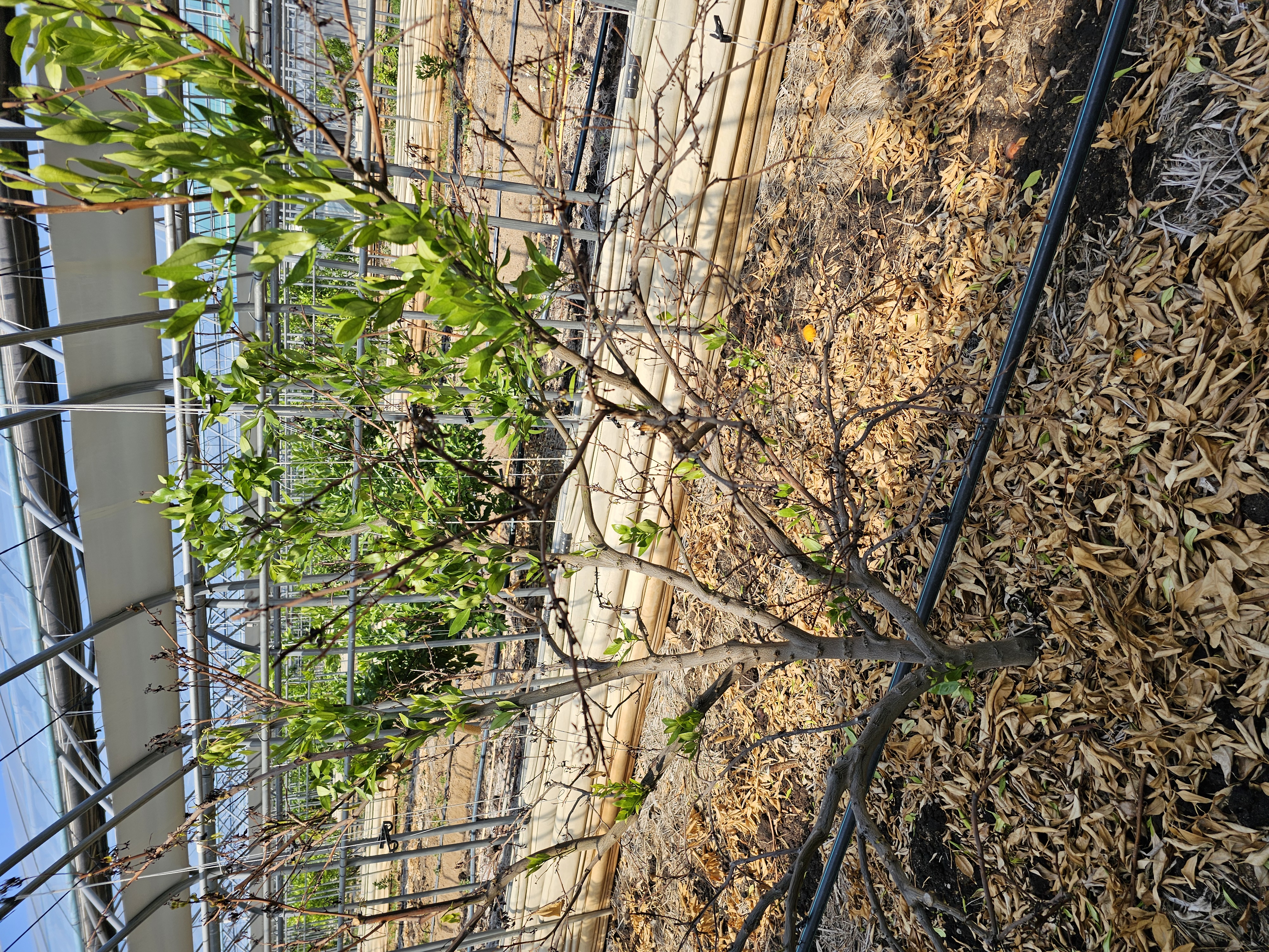 레드향 나무가 마르고 고사합니다.