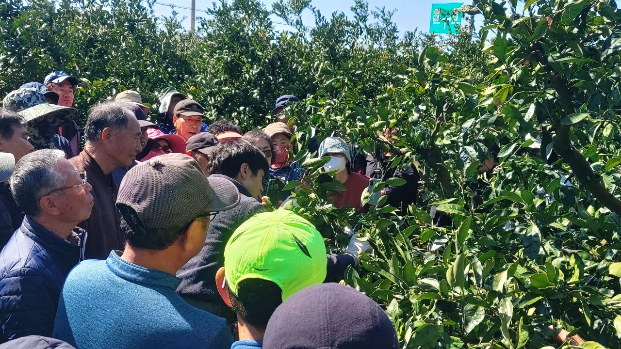 노지감귤 정지전정교육(효돈농협)
