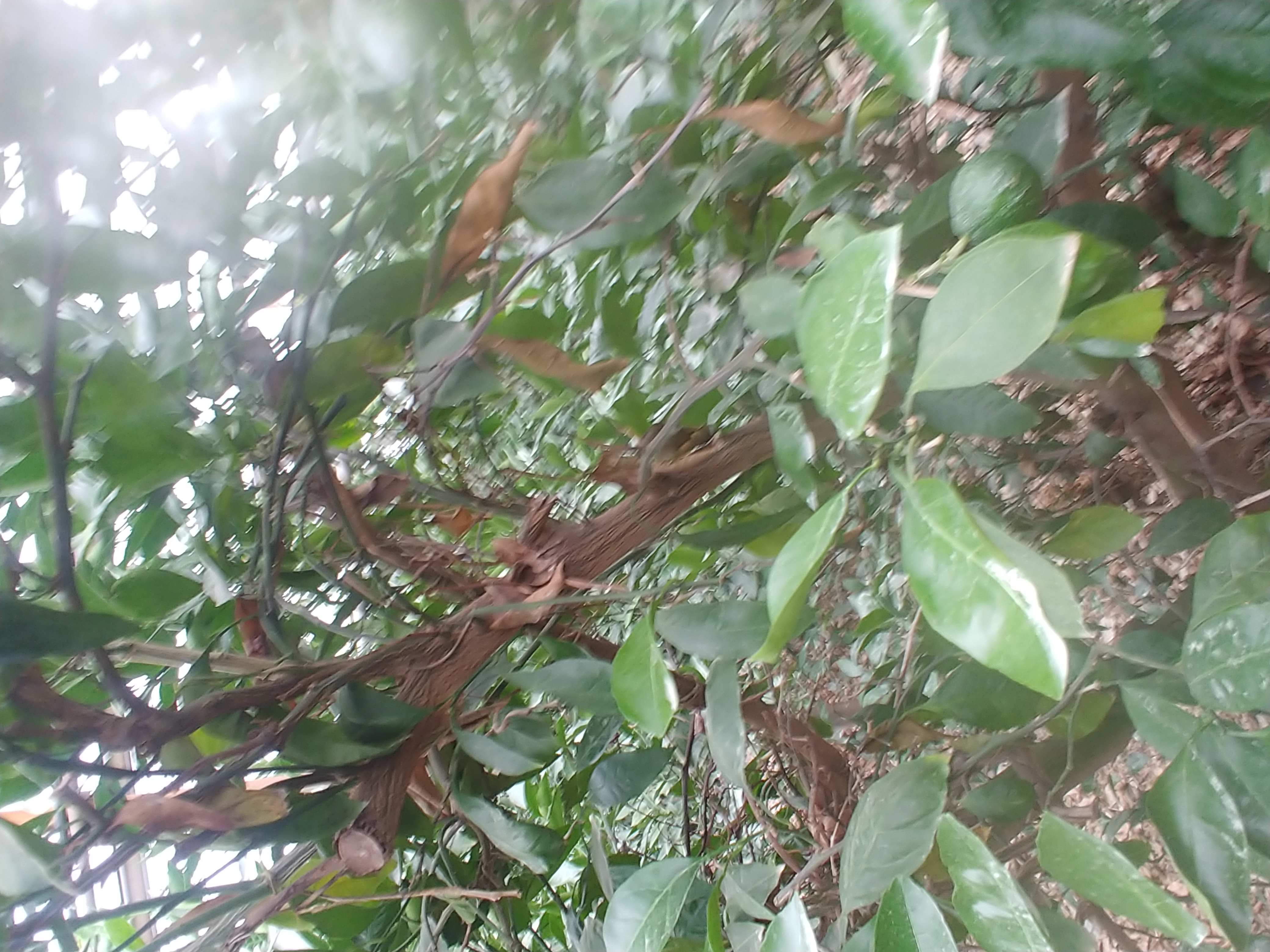 병해충 방제 관련입다.