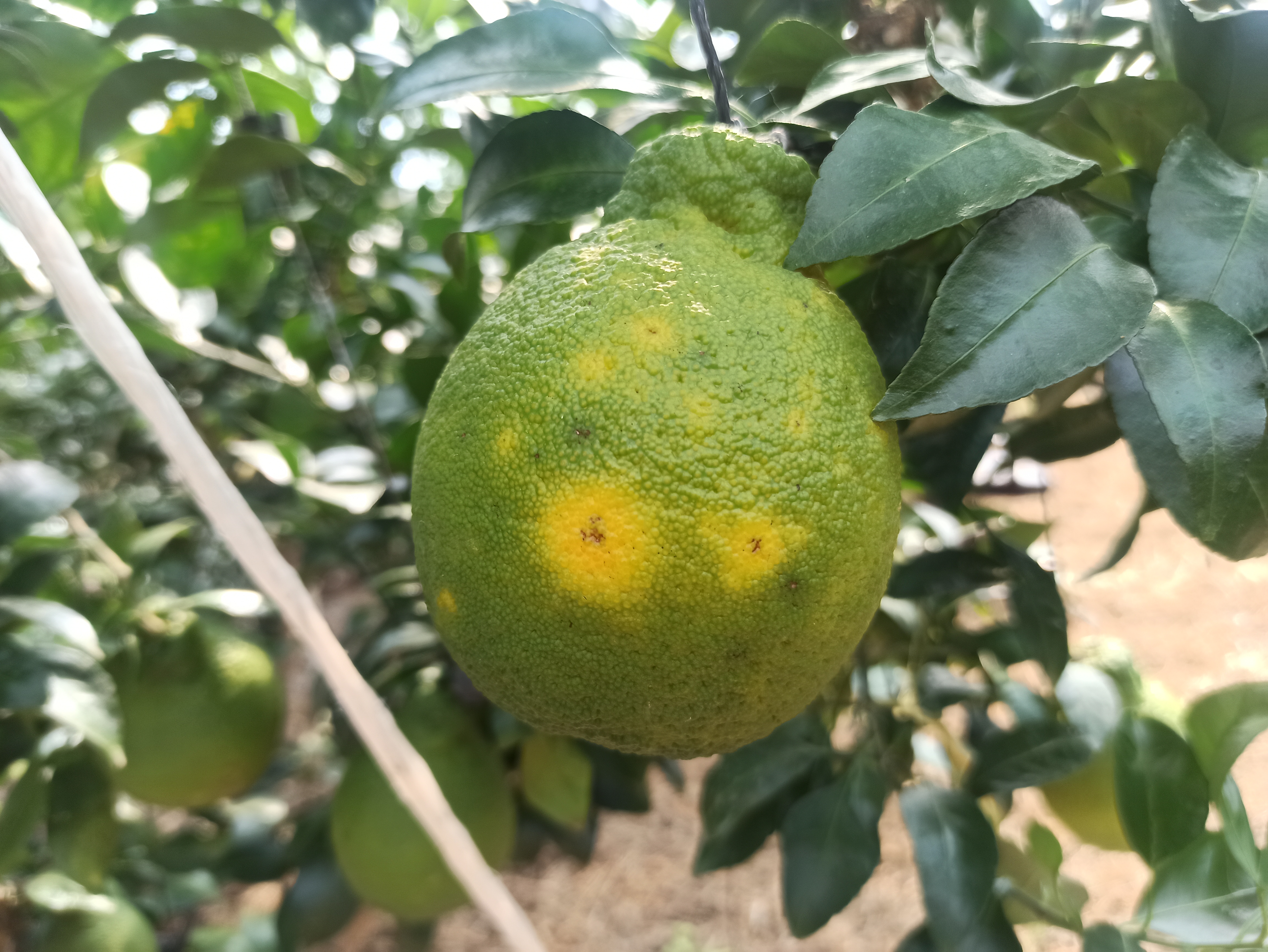 한라봉 상태가 이상합니다 도움주세요