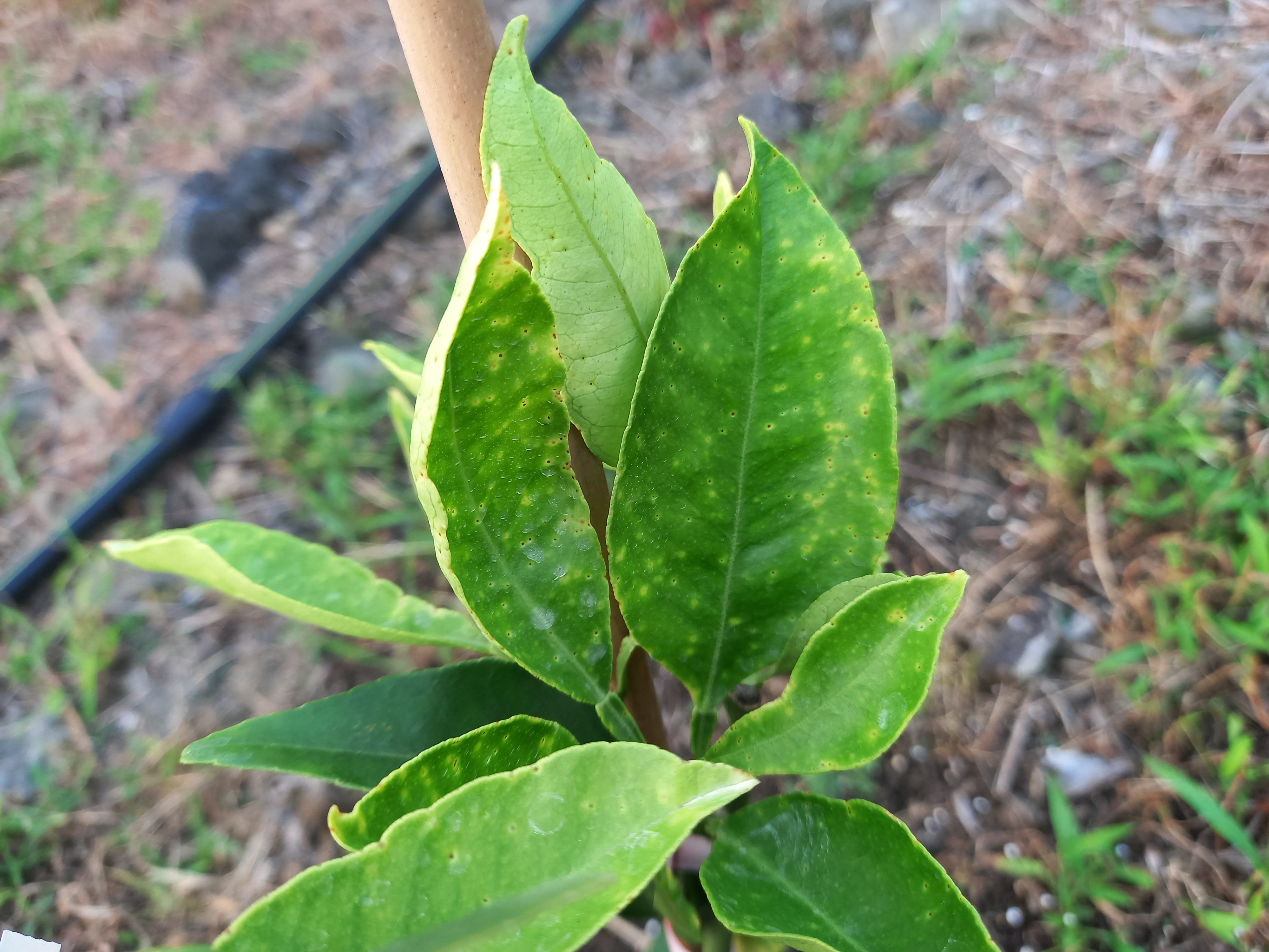 노지 황금향 잎증상