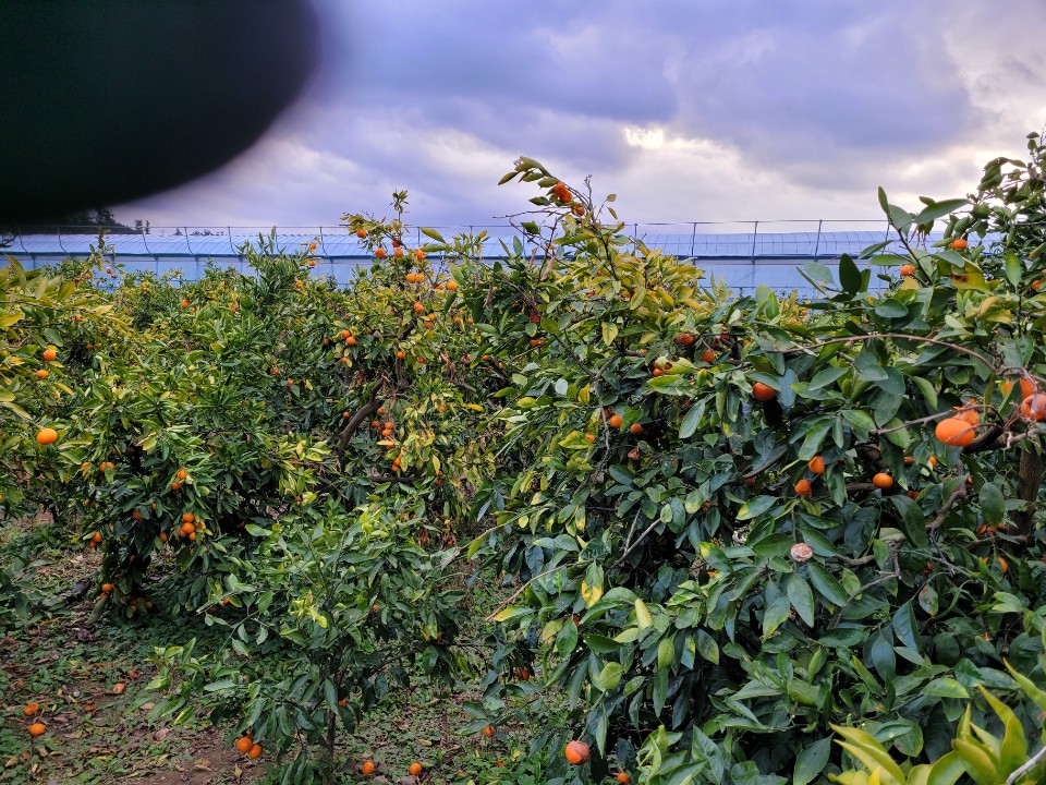감귤나무 상태 및 처리방법 문의