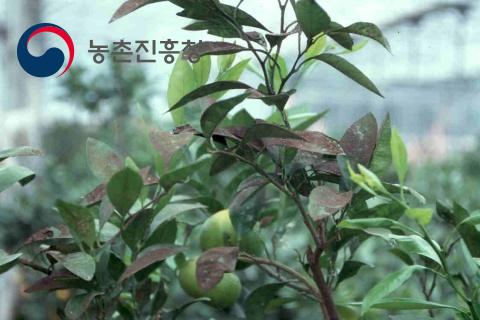 목화진딧물 방제약제