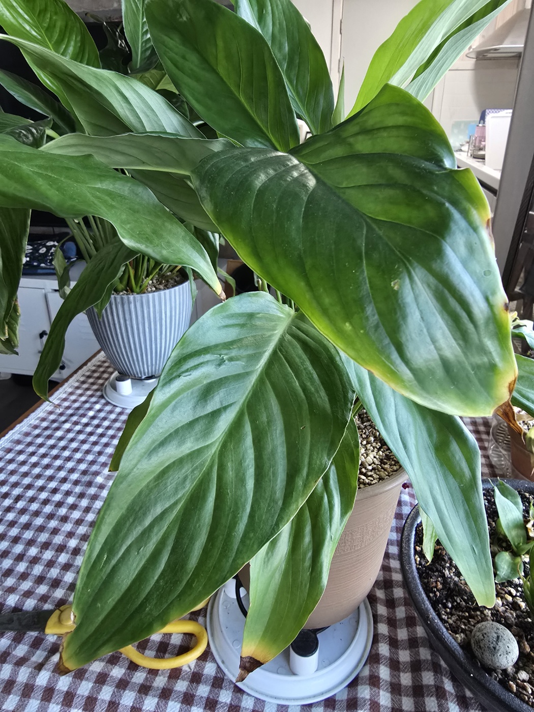 영양소 결핍 증상