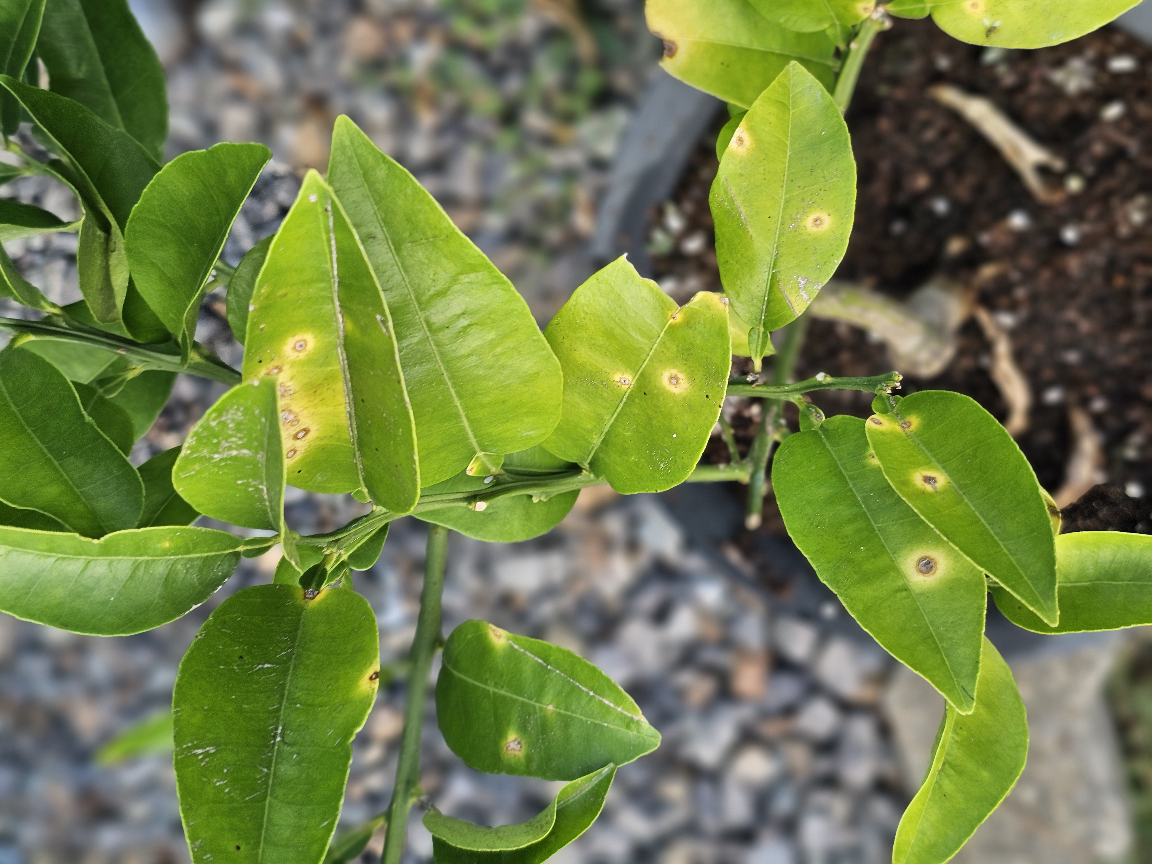 잎사귀 어떤 병인가요