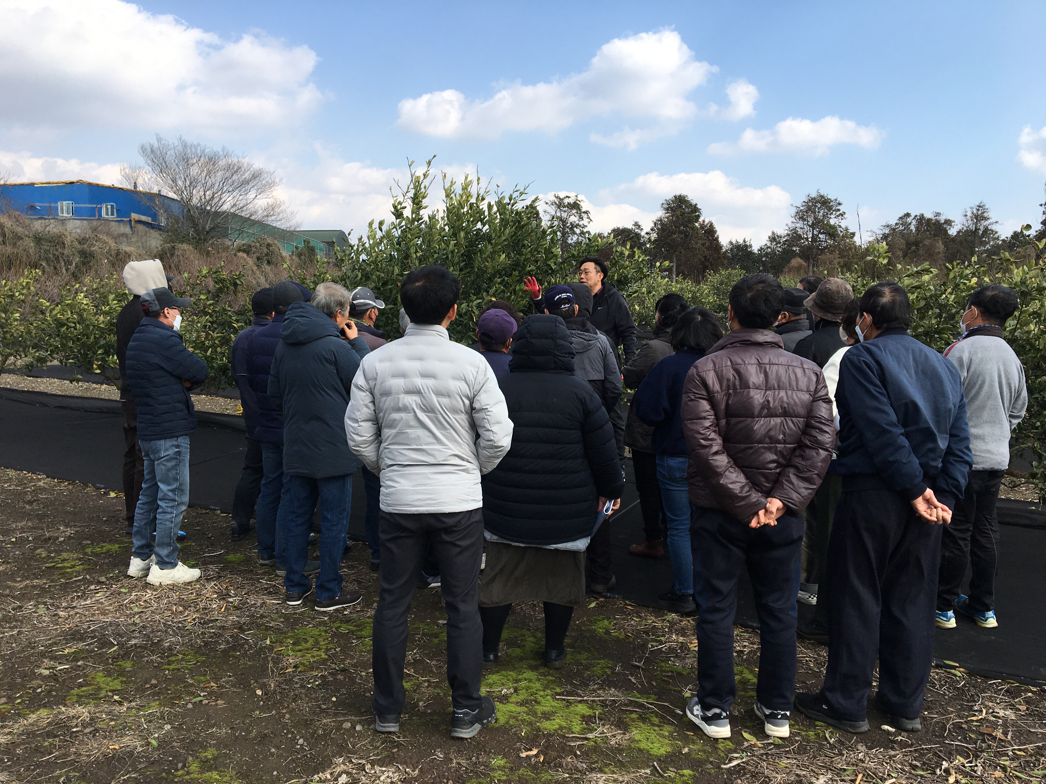 2023년 노지감귤 정지·전정교육