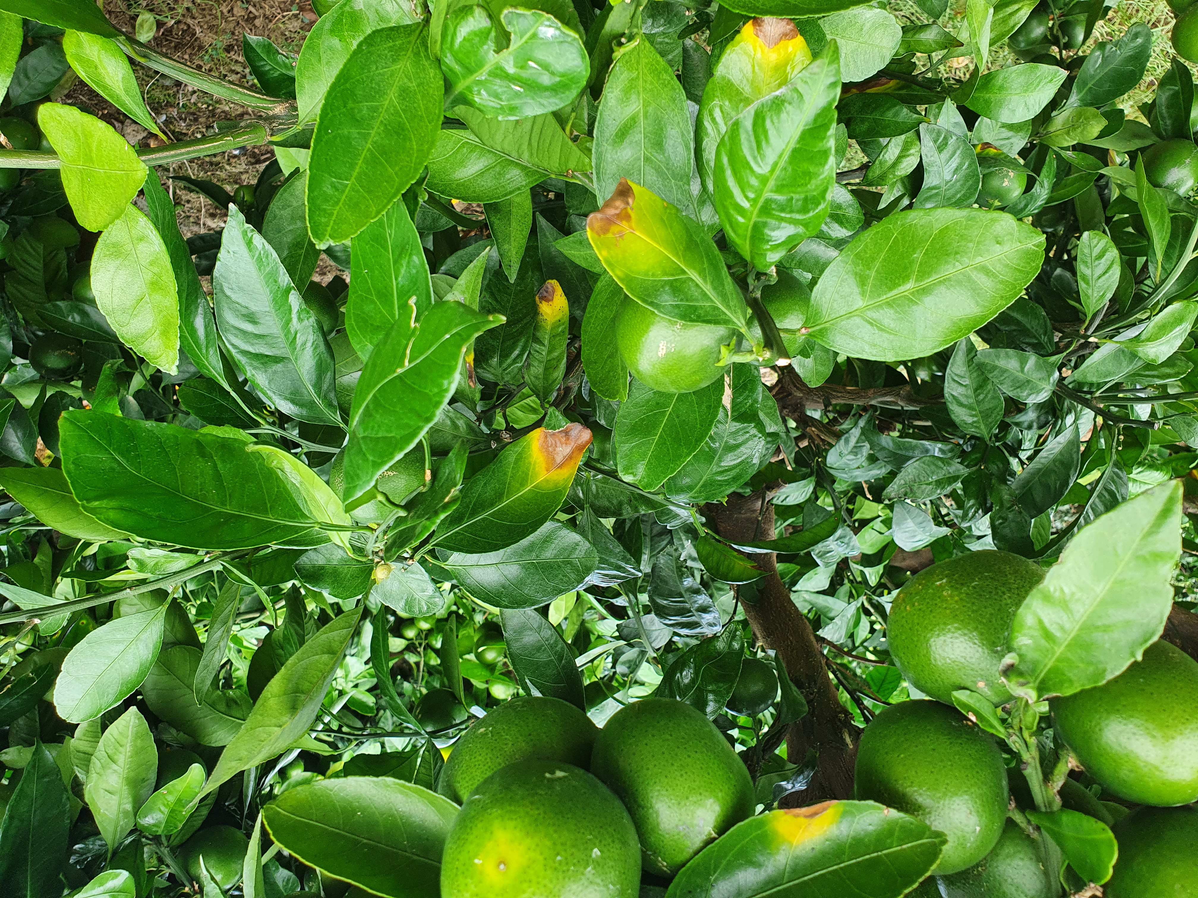 노지감귤 과수원 잎상태