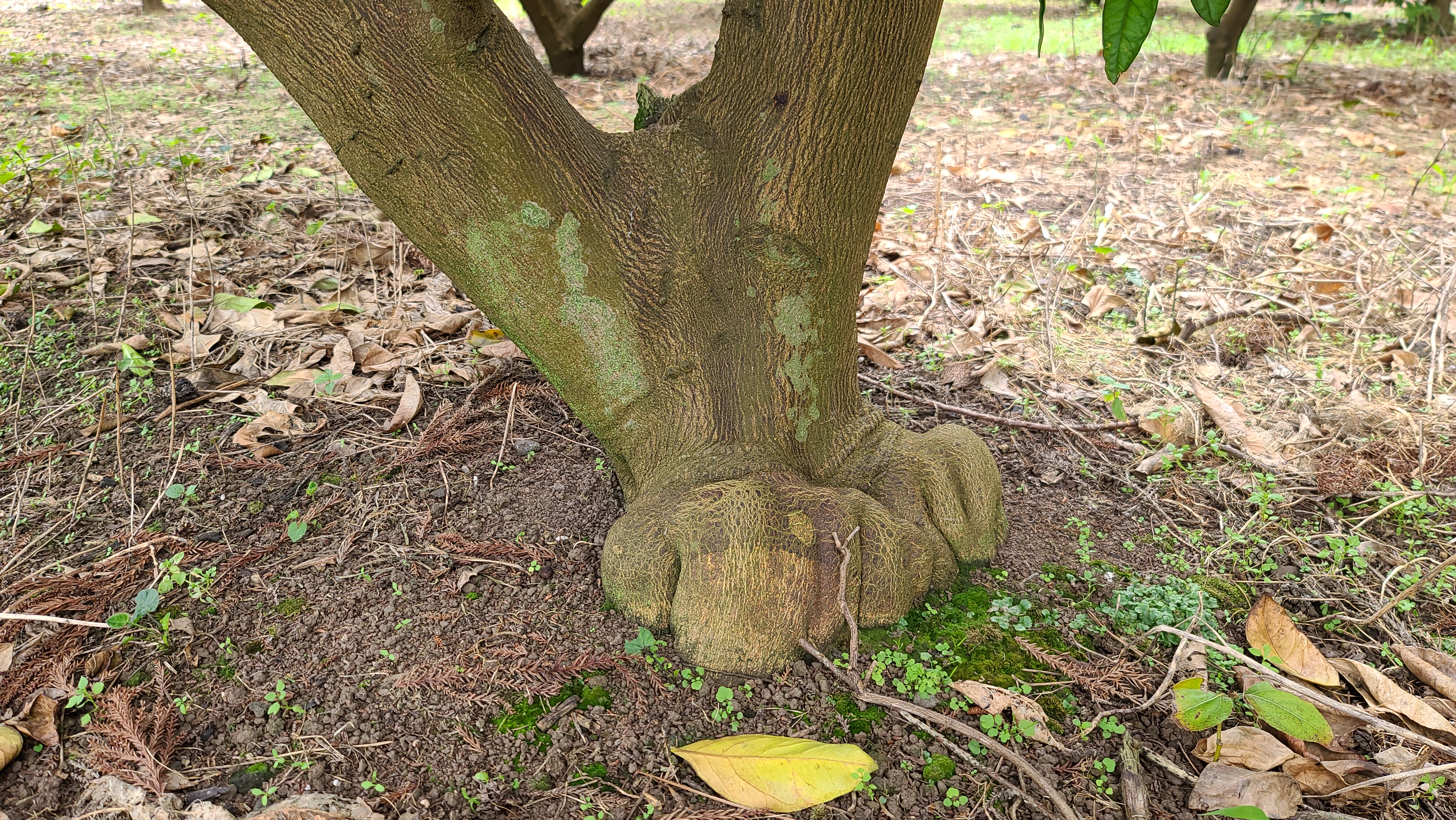 병충해 확인 요청