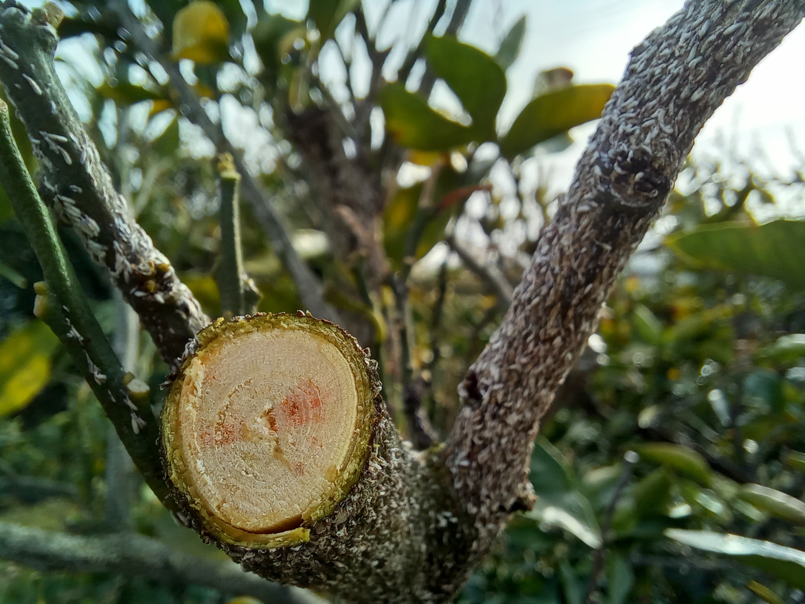 노지감귤 병충해 문의