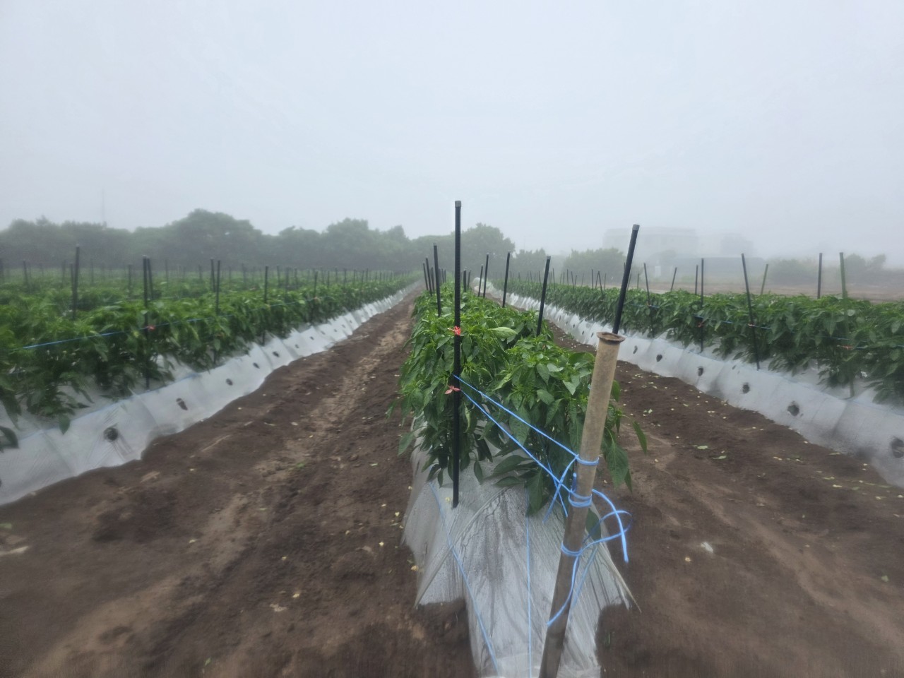 고추 잎 색깔이 바이러스에 감염된 건지 궁금합니다.