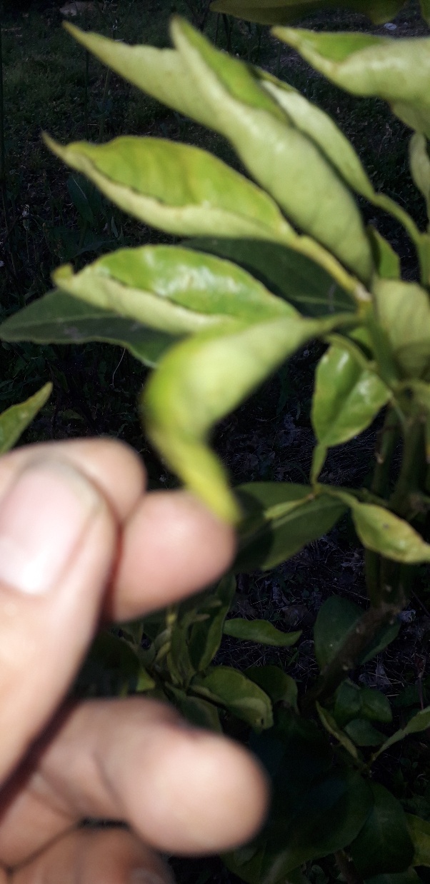 올해 식재한 노지 황금향 문의