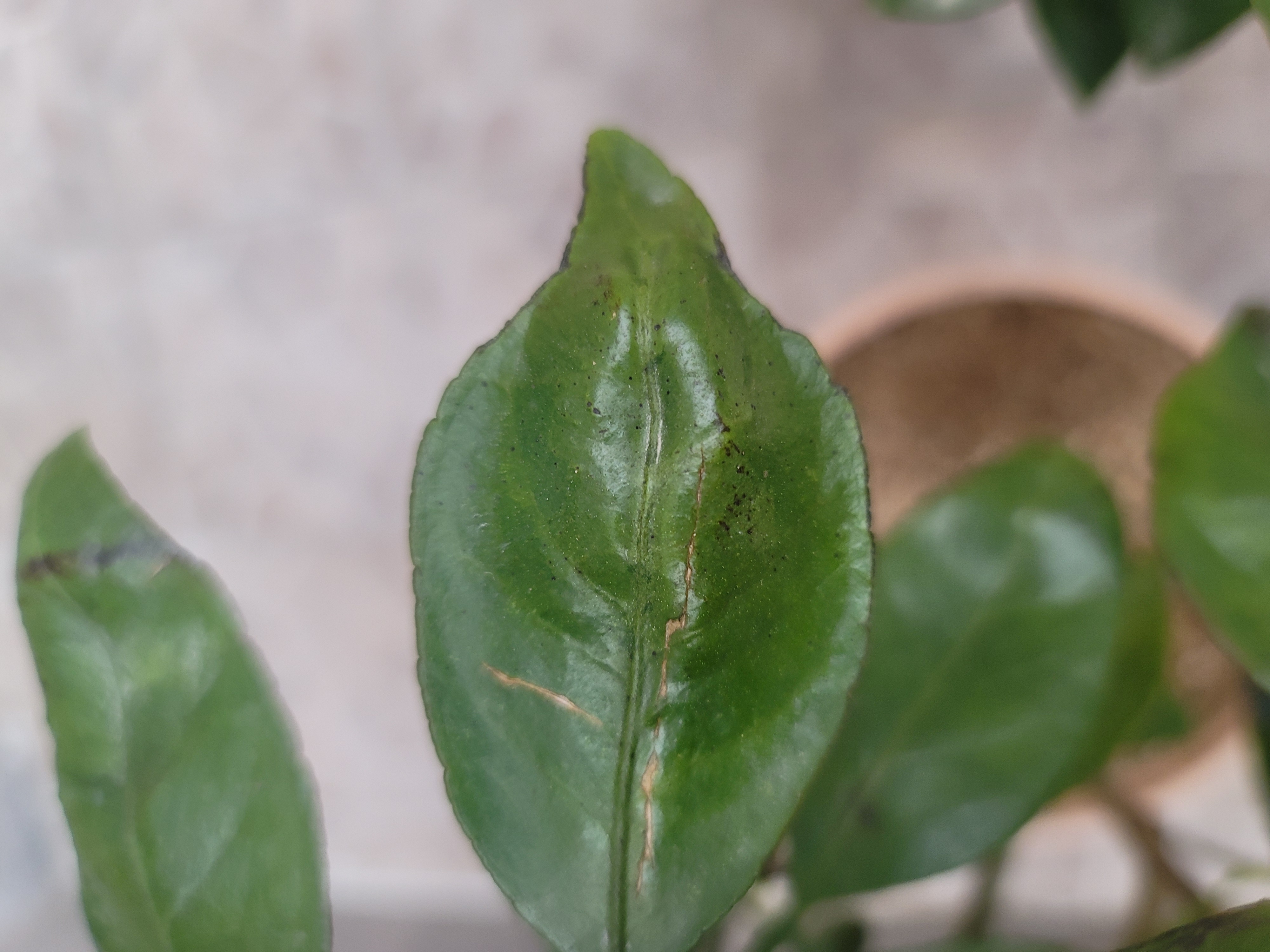 안녕하세요 잎 변색질문드립니다.