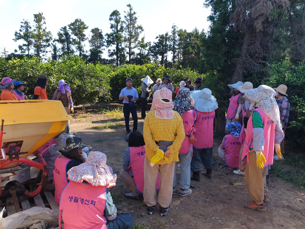 한경면 농업인단체 감귤 열매솎기 봉사활동