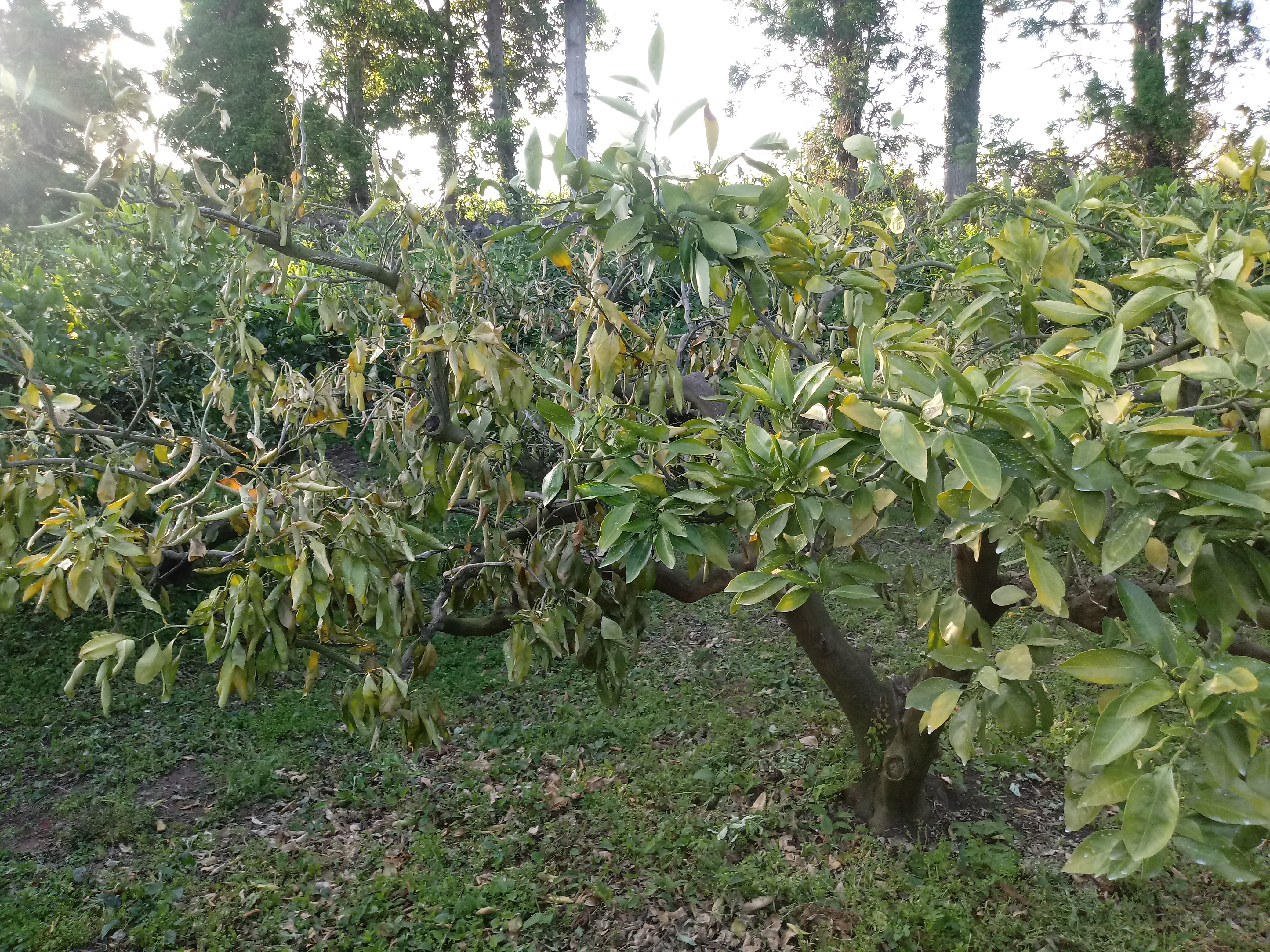 감귤나무가 죽어가요ㅠㅠ