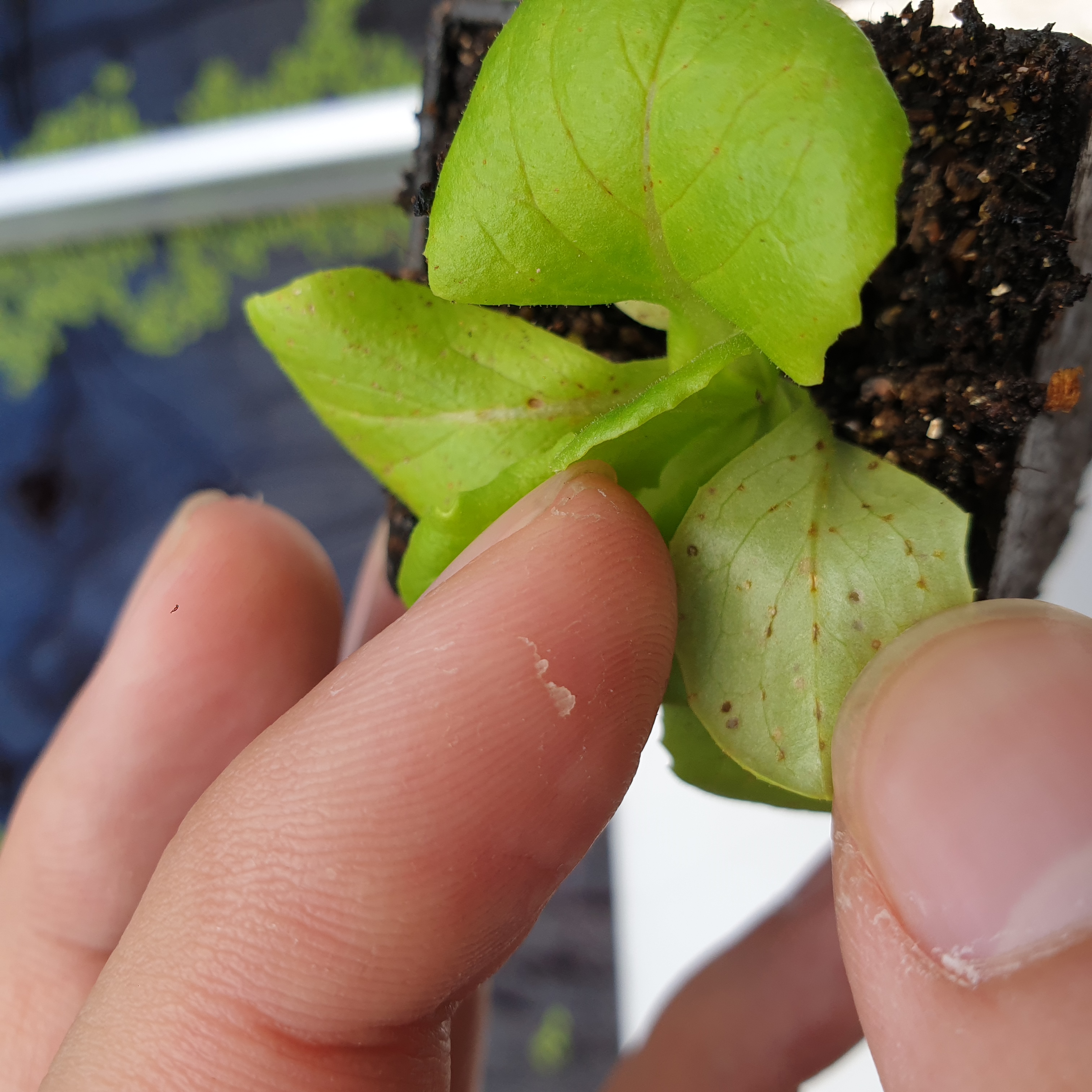 테미라 종자 잎관련 문의