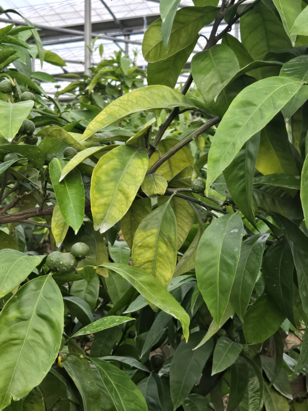 감귤 나무 상태