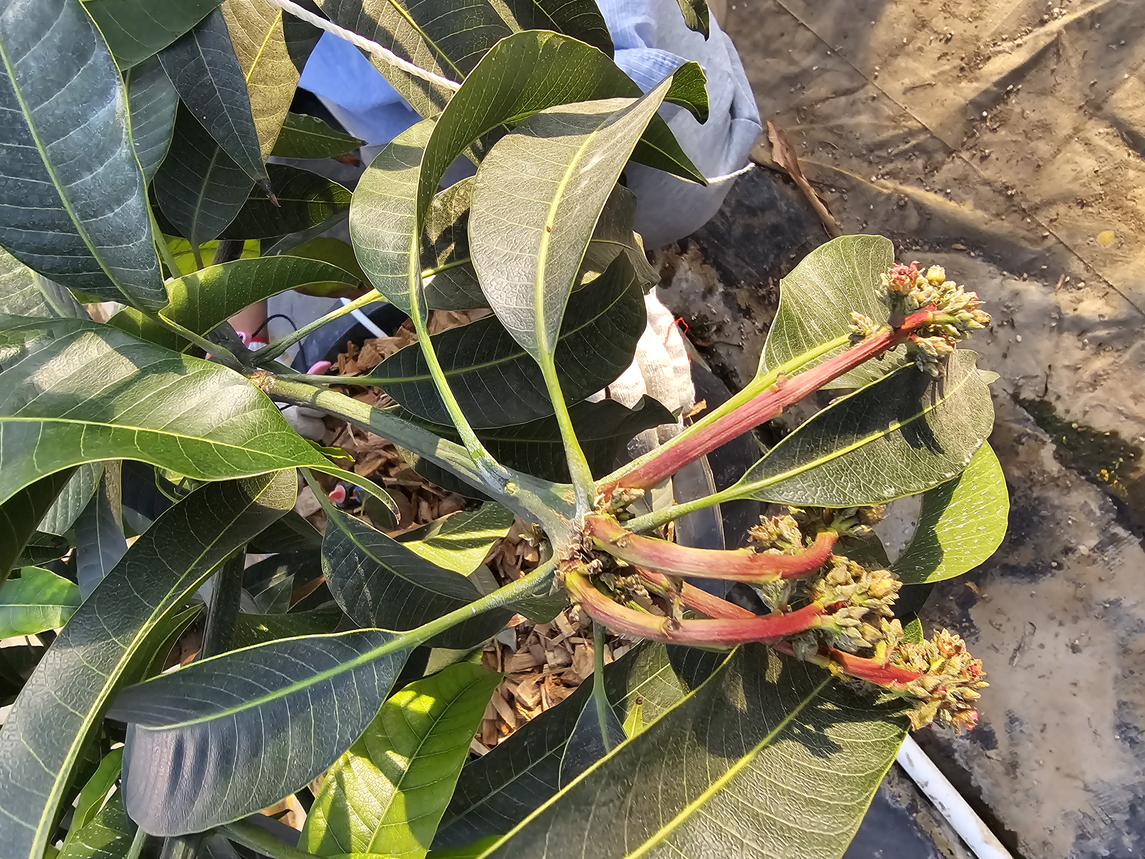 애플망고 가지마름