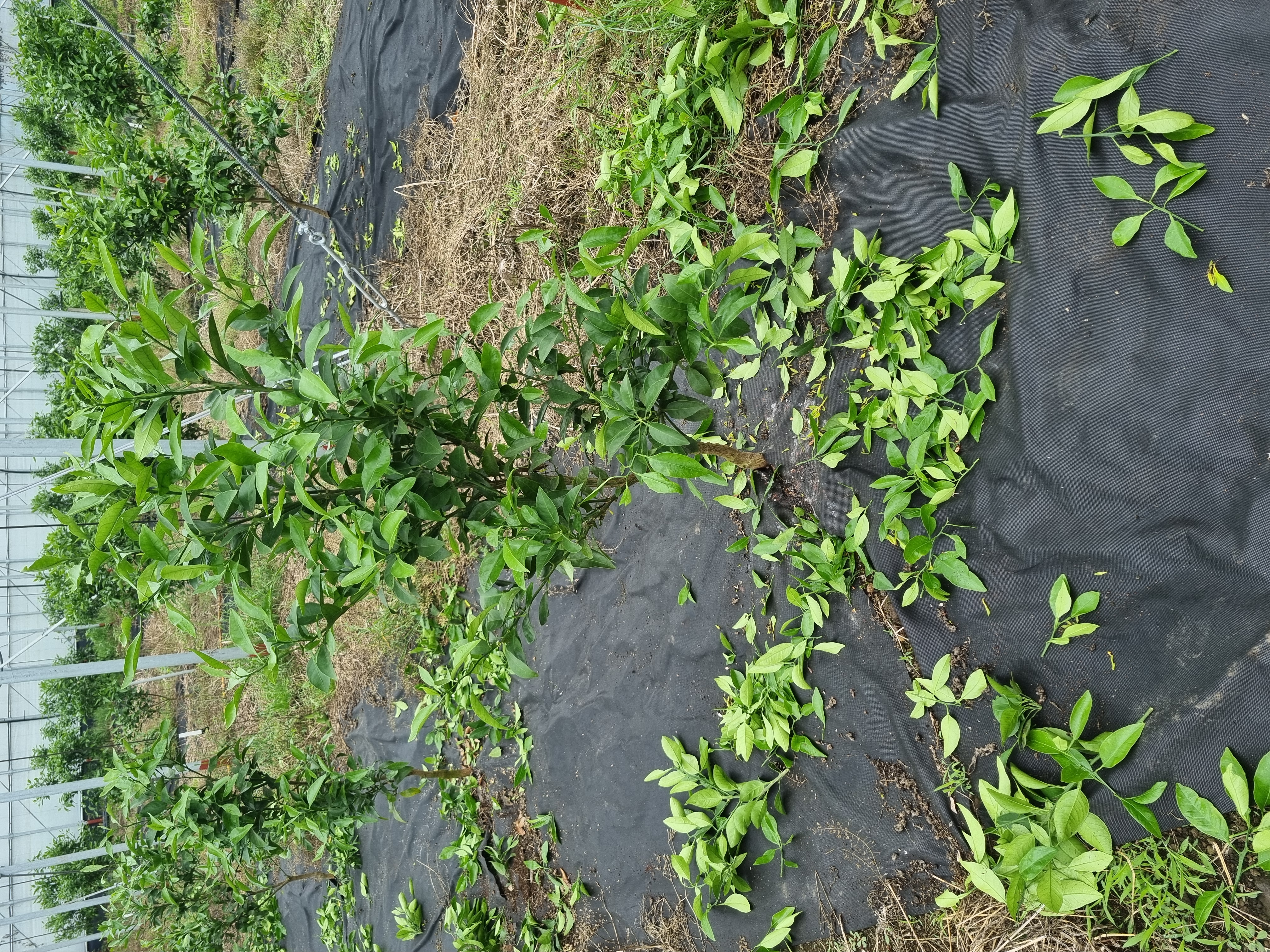 한라봉묘목 순관리