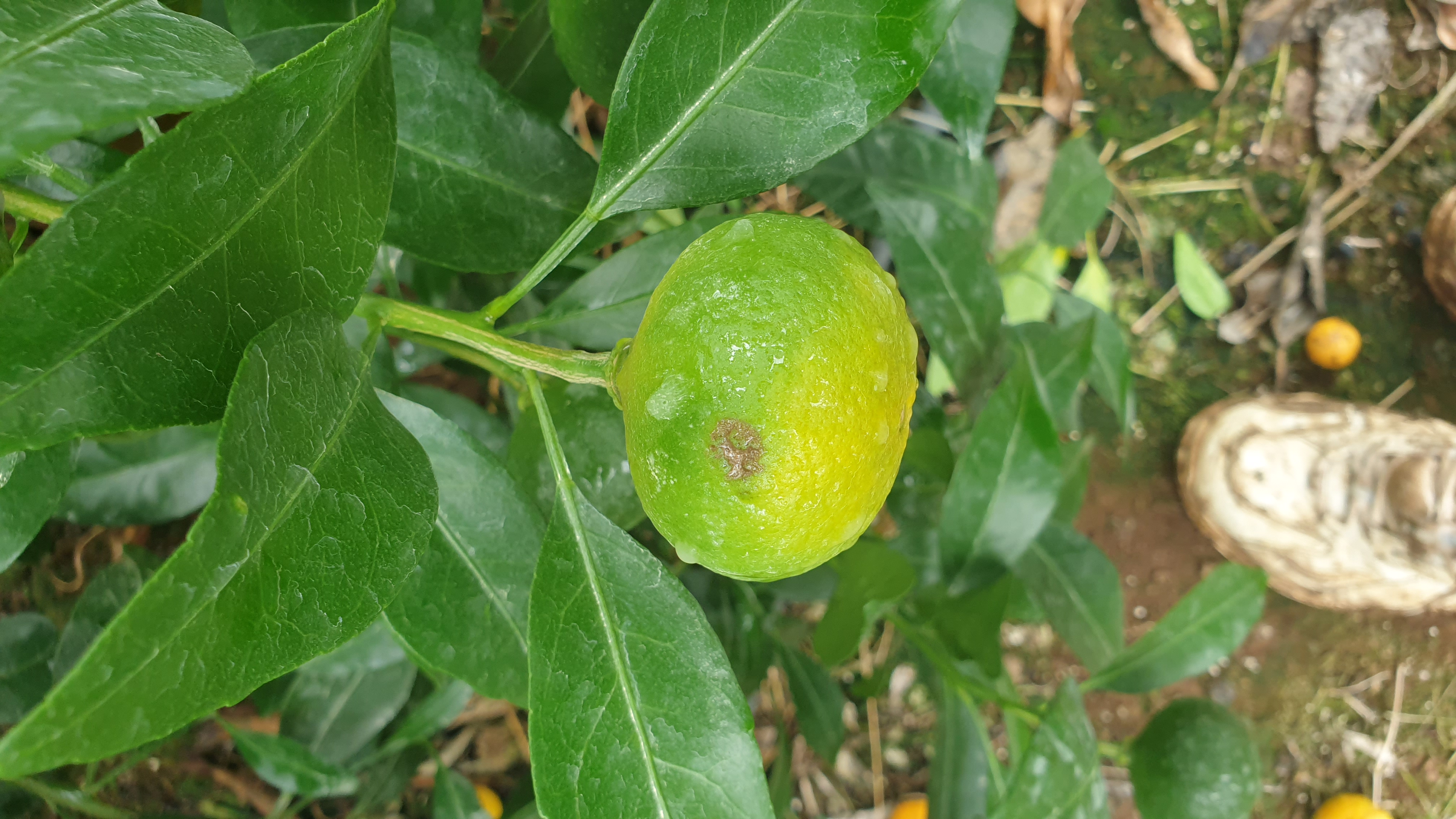 레드향 낙과 과다