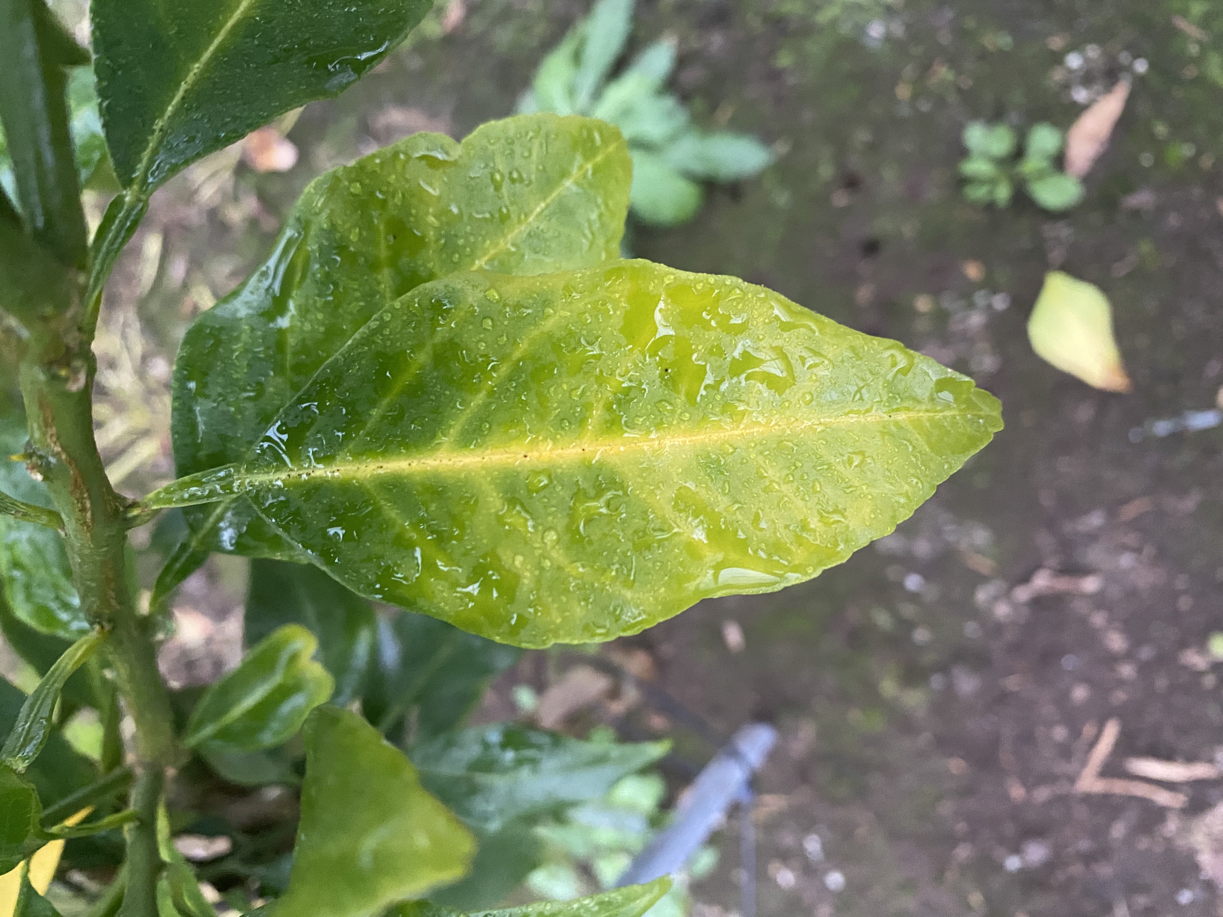 황금향 천혜향 (하우스시설완료) 이파리좀 봐주세요~
