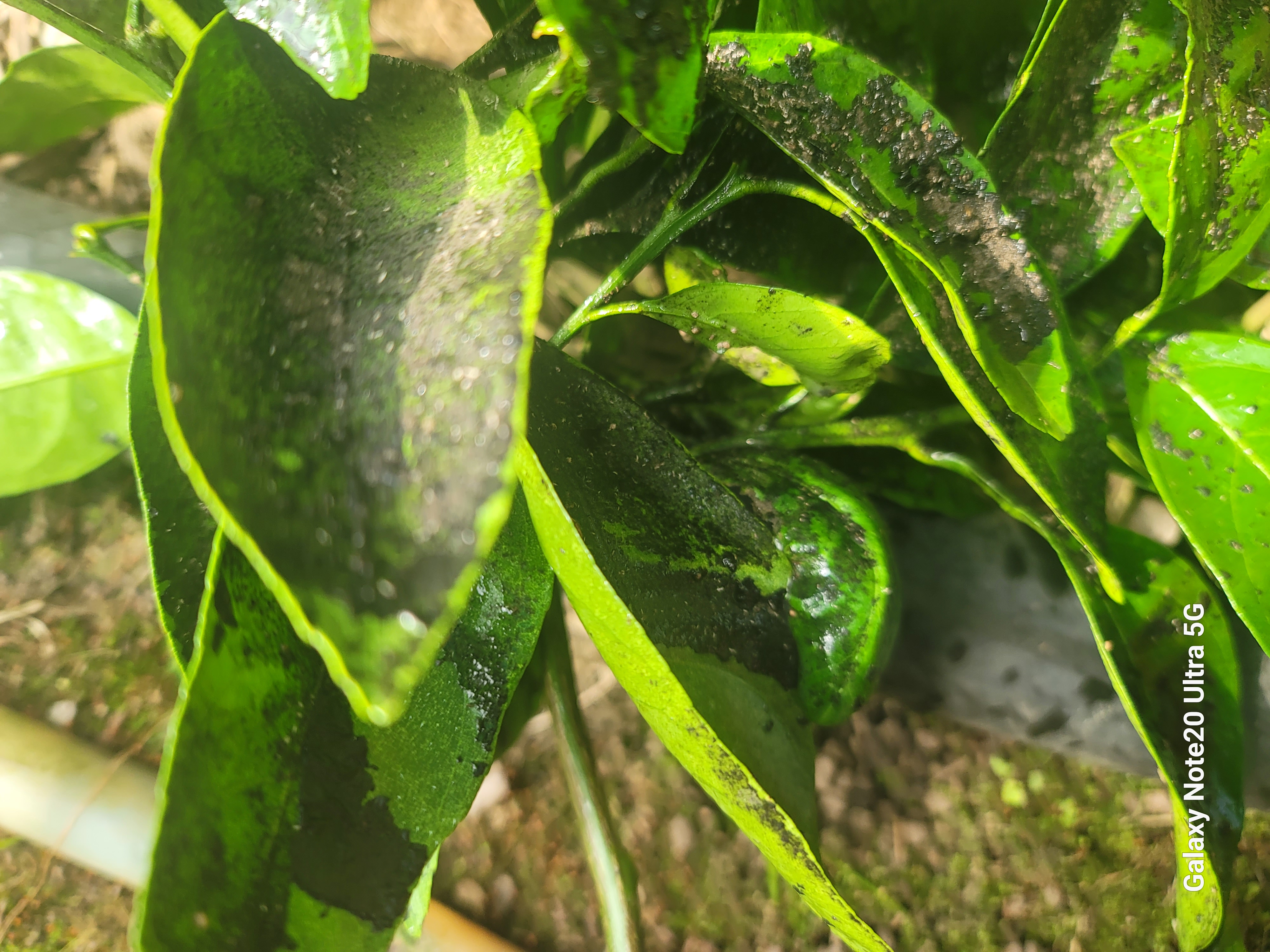 비가림 감귤 문의 드립니다.